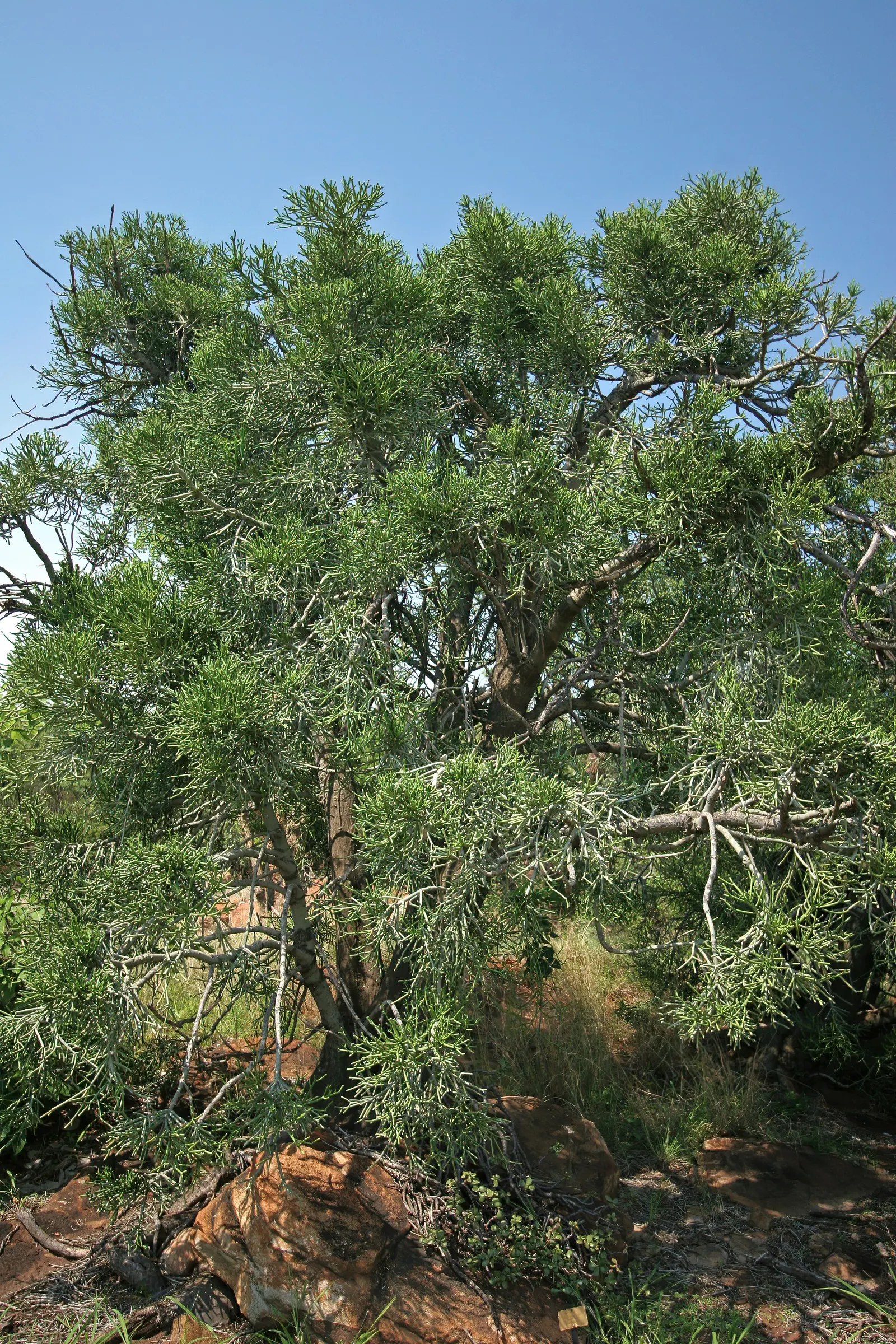 Pencil Tree (Euphorbia Tirucalli) — Drought-tolerant and sun-loving, this plant thrives in USDA zones 10-11; shrub / succulent / tree for full, image 75