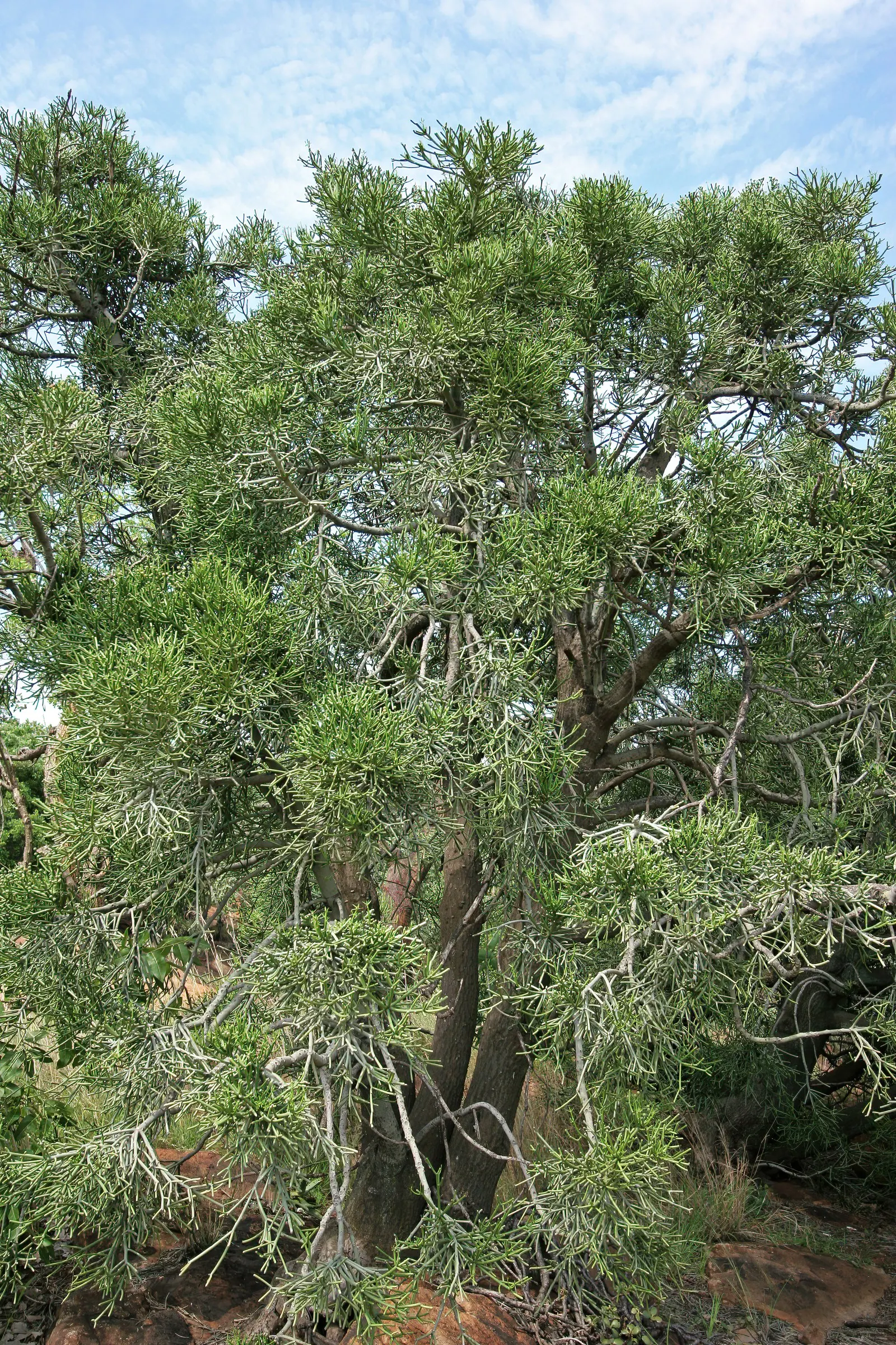 Pencil Tree (Euphorbia Tirucalli) — pencil-like branches that grow with a vibrant green hue; the Pencil Tree prefers a full sun exposure, which, image 100