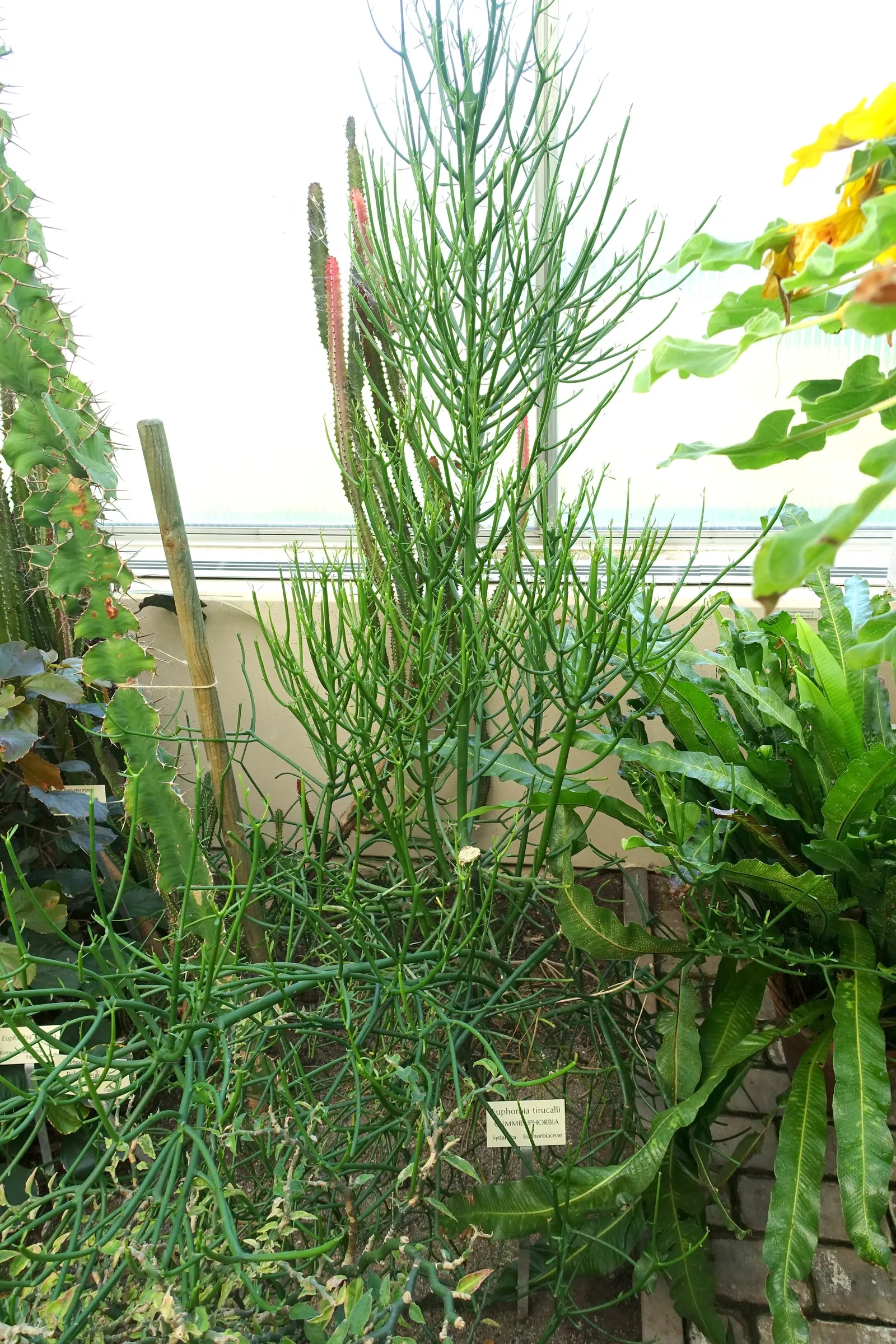 Pencil Tree (Euphorbia Tirucalli) — Adds architectural interest to xeriscapes with minimal maintenance
