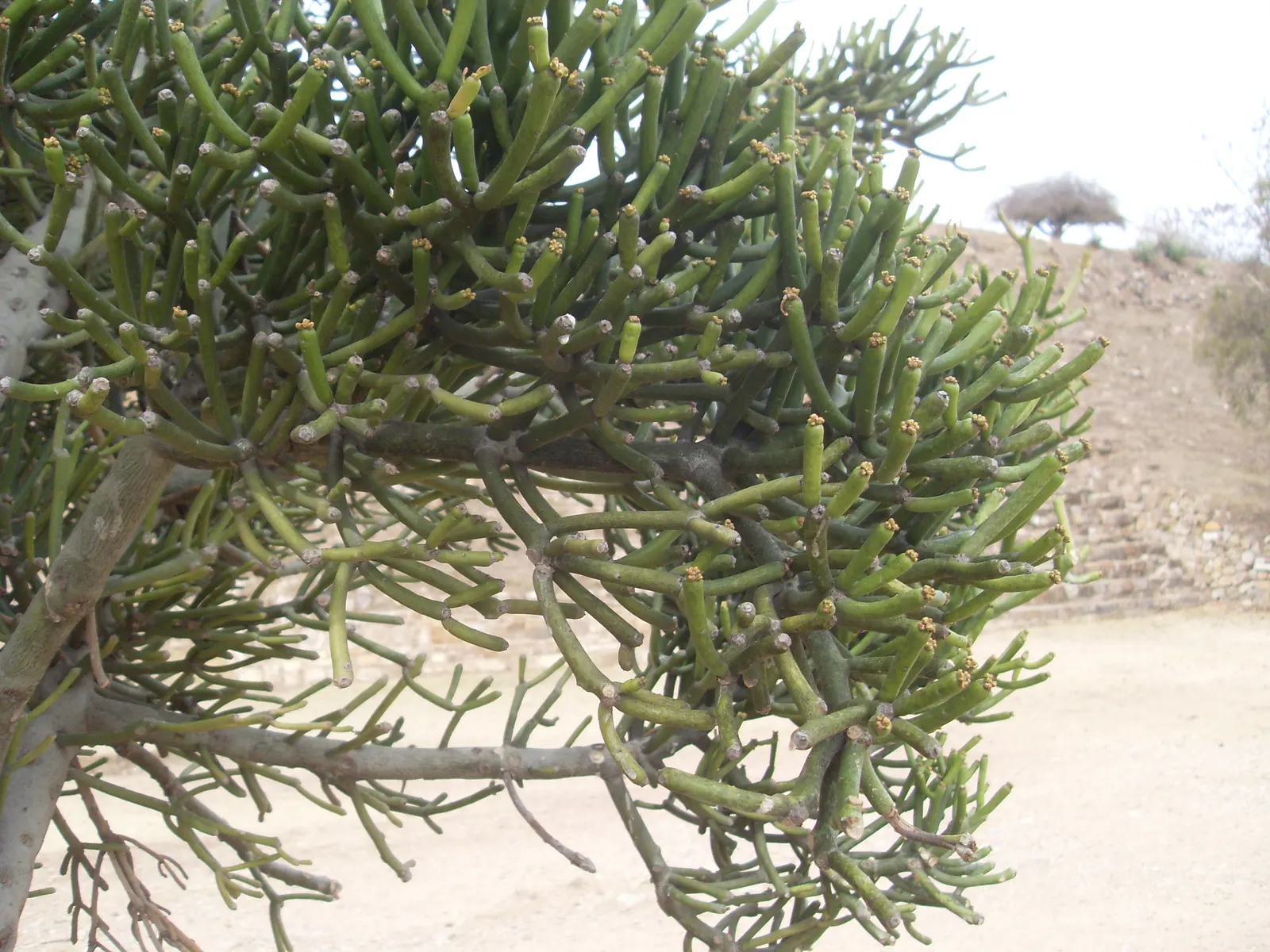 Pencil Tree (Euphorbia Tirucalli) — the Pencil Tree offers an exotic look with minimal upkeep; dry regions as it thrives in USDA Hardiness Zones 9, image 51