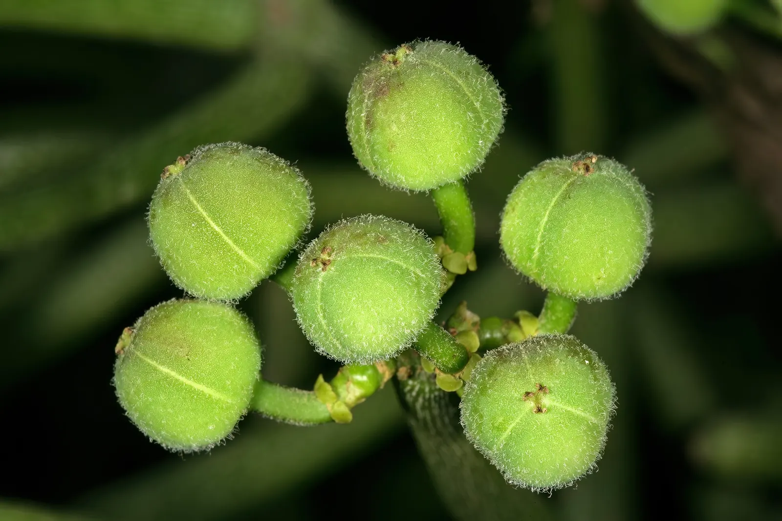 Pencil Tree (Euphorbia Tirucalli) — the Pencil Tree offers an exotic look with minimal upkeep