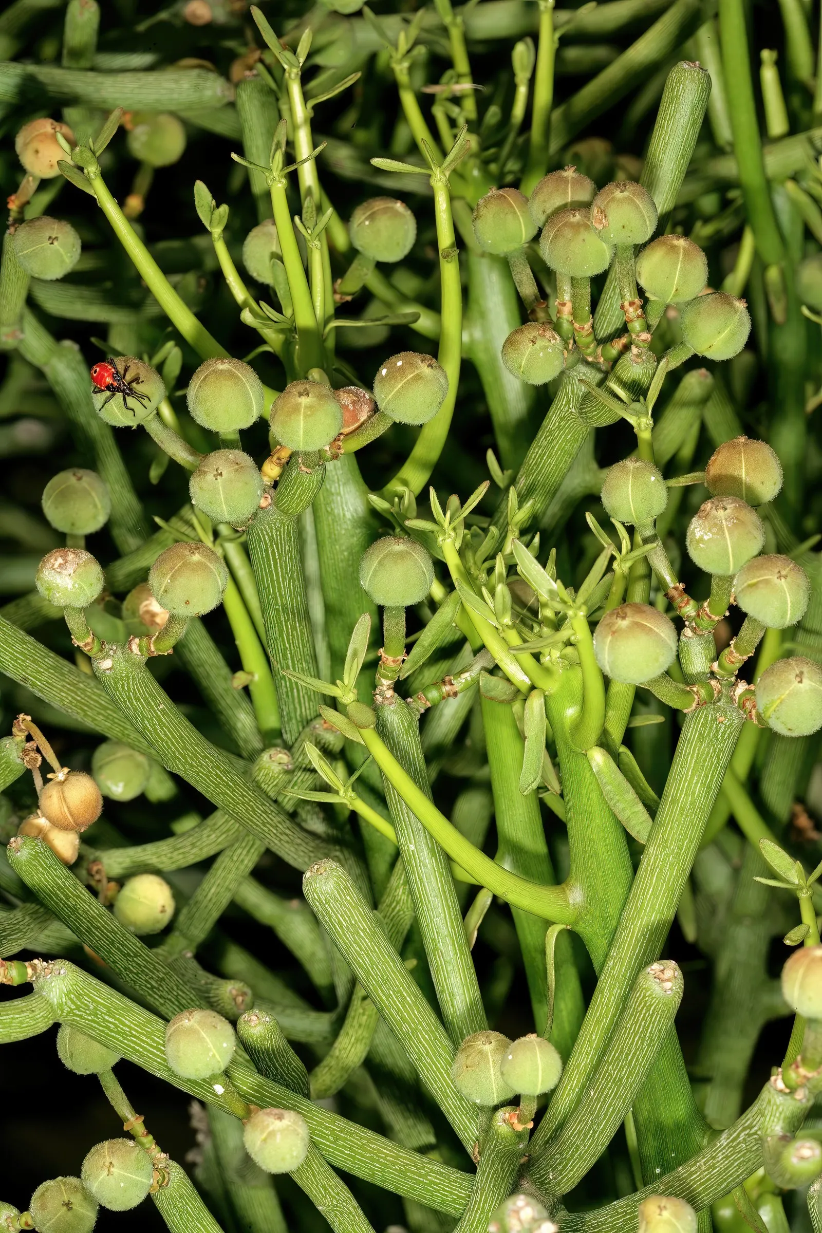 Pencil Tree (Euphorbia Tirucalli) — Its slender, green cylindrical branches resemble pencils, thus its name; it's crucial to recognize the, image 92