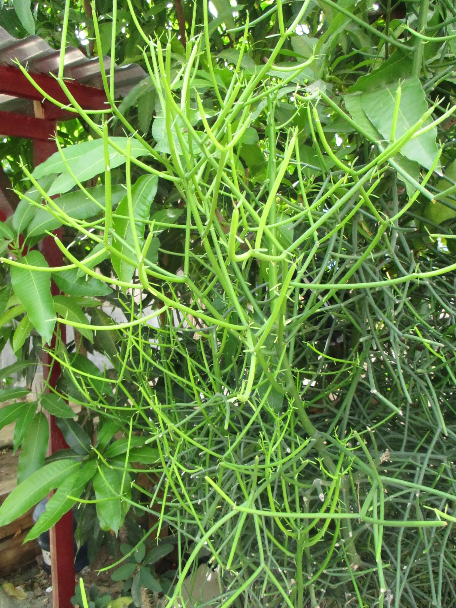 Pencil Tree (Euphorbia Tirucalli) — the Pencil Tree offers an exotic look with minimal upkeep; dry regions as it thrives in USDA Hardiness Zones 9 to 11
