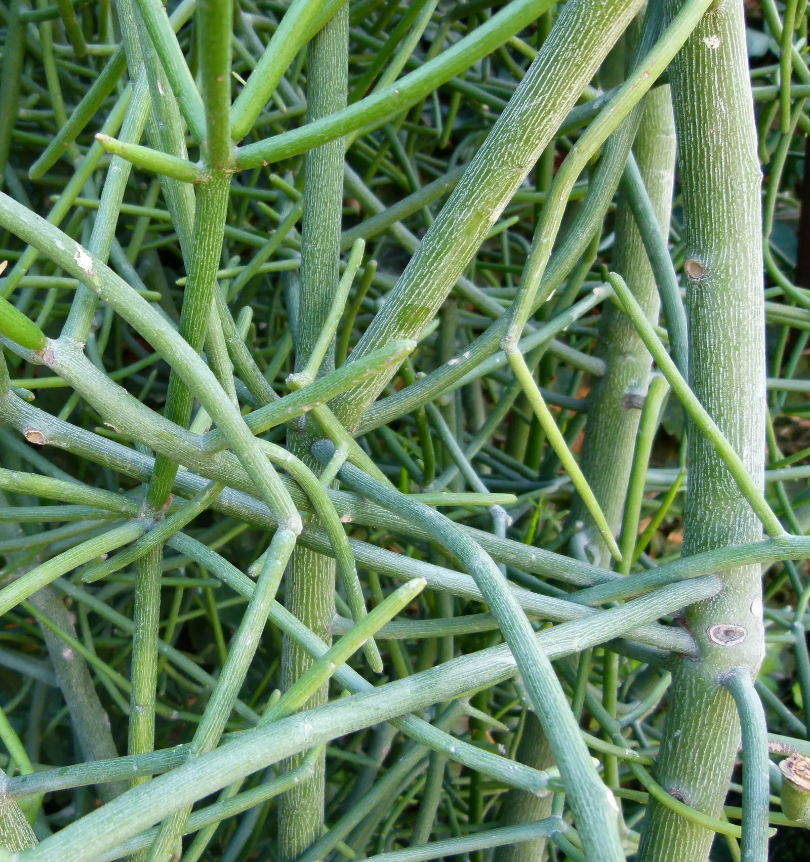 Pencil Tree (Euphorbia Tirucalli) — Its slender, green cylindrical branches resemble pencils, thus its name