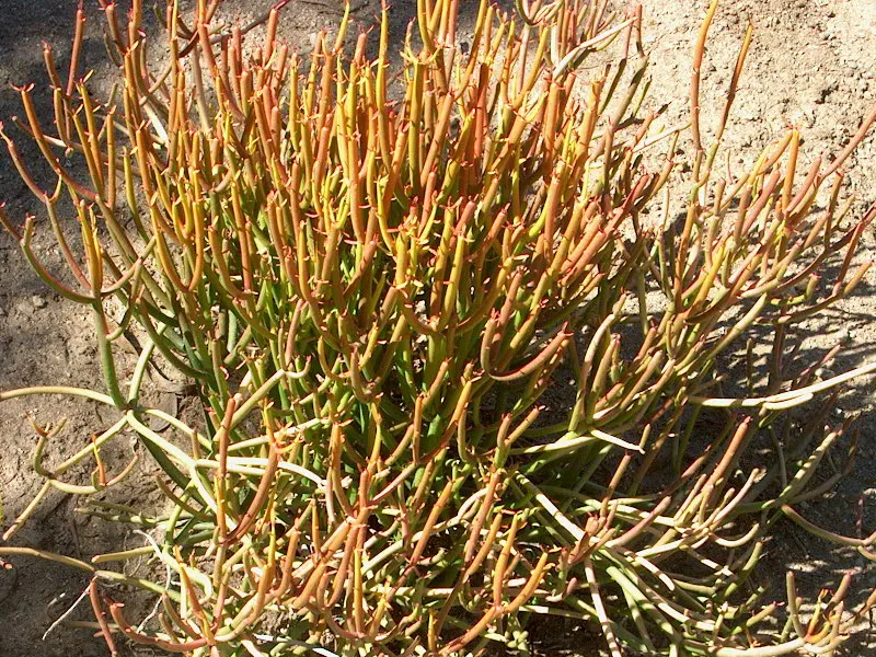 Pencil Tree (Euphorbia Tirucalli) — Native to semi-arid tropical climates; offering flexibility within your design scheme, image 80