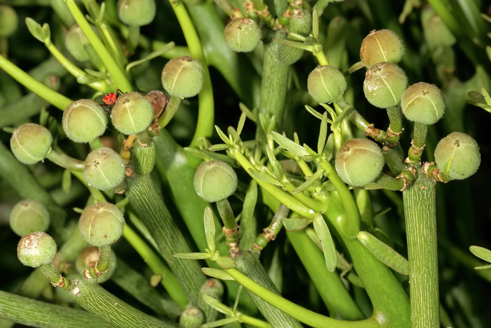 Pencil Tree (Euphorbia Tirucalli) — Its adaptability also allows it to be presented as a potted feature; the Euphorbia tirucalli, commonly known as, image 88
