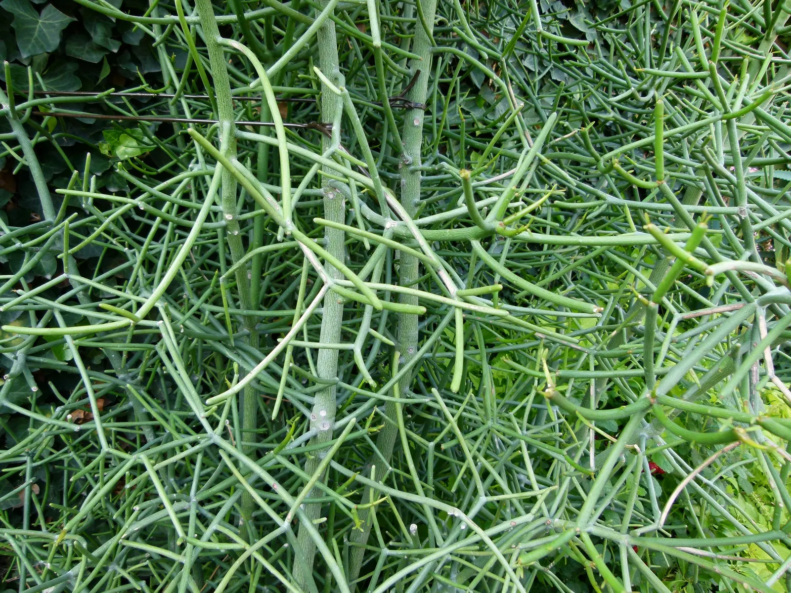 Pencil Tree (Euphorbia Tirucalli) — The Pencil Tree prefers a full sun exposure, which enhances the photosynthetic process in its slender stalks, image 103