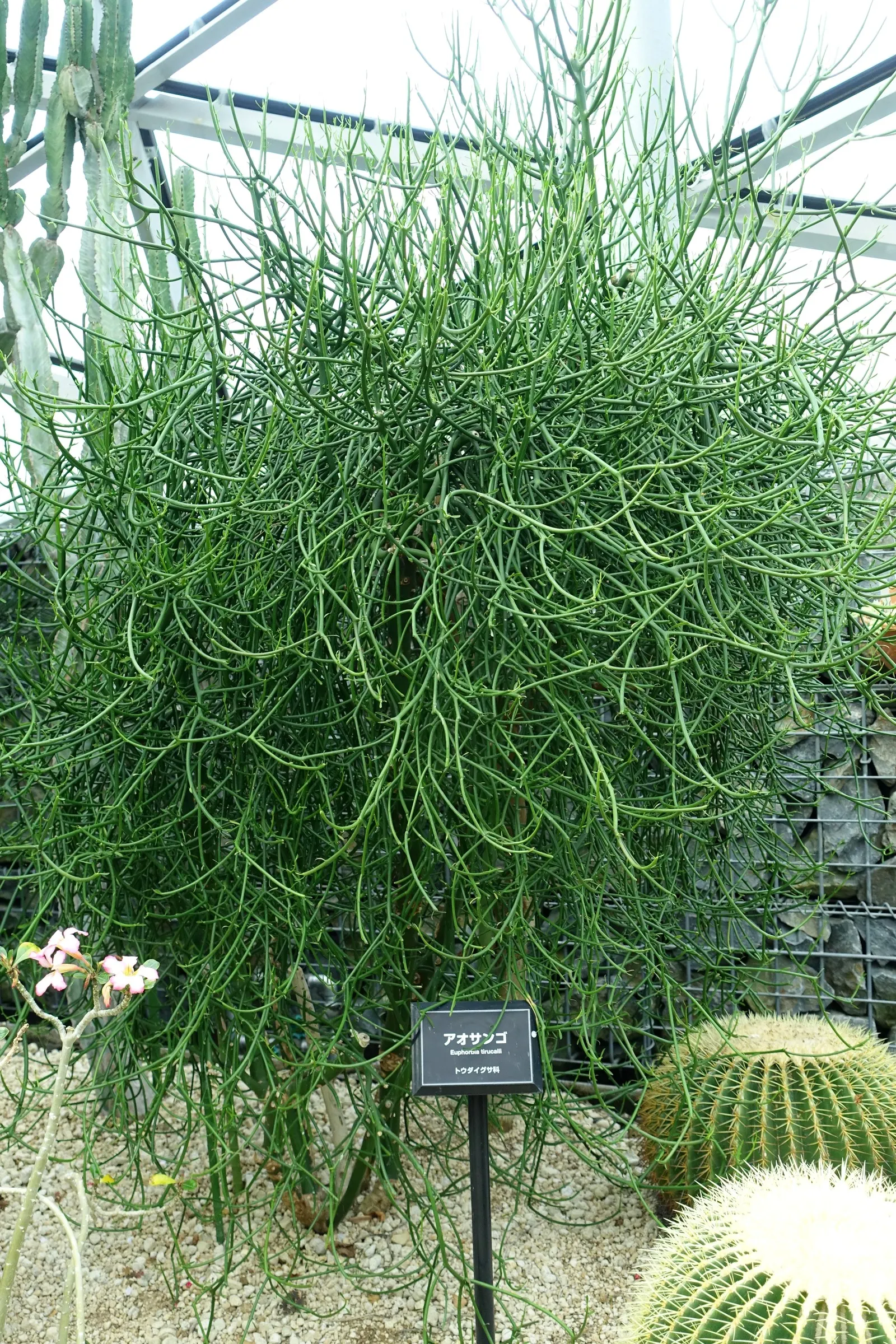 Pencil Tree (Euphorbia Tirucalli) — Adds architectural interest to xeriscapes with minimal maintenance; its tolerance for drought makes it a, image 41