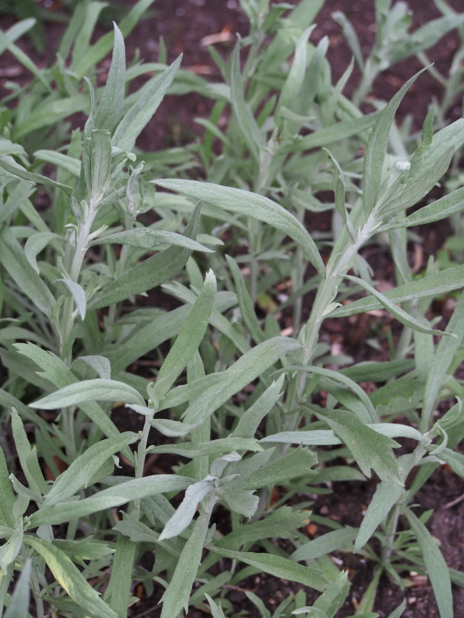 Silver Wormwood (Artemisia Ludoviana) — Therefore, it may require periodic division to keep it contained within its desired area