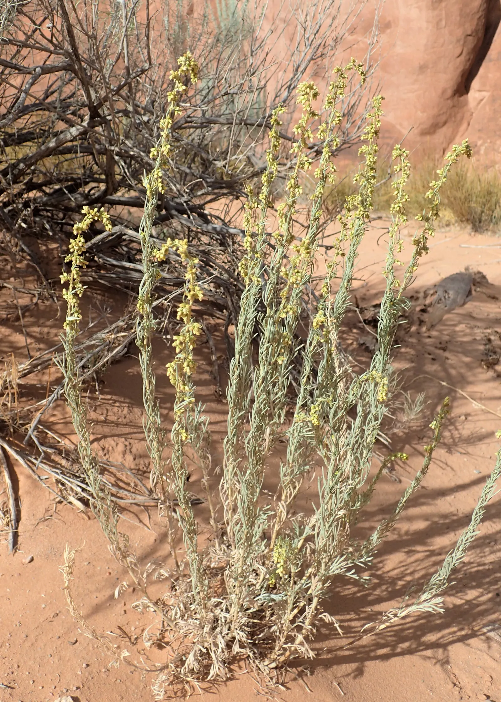 Silver Wormwood (Artemisia Ludoviana) — or used as an elegant edging plant.<br><br>When planning the garden; it's valued for its aromatic leaves and