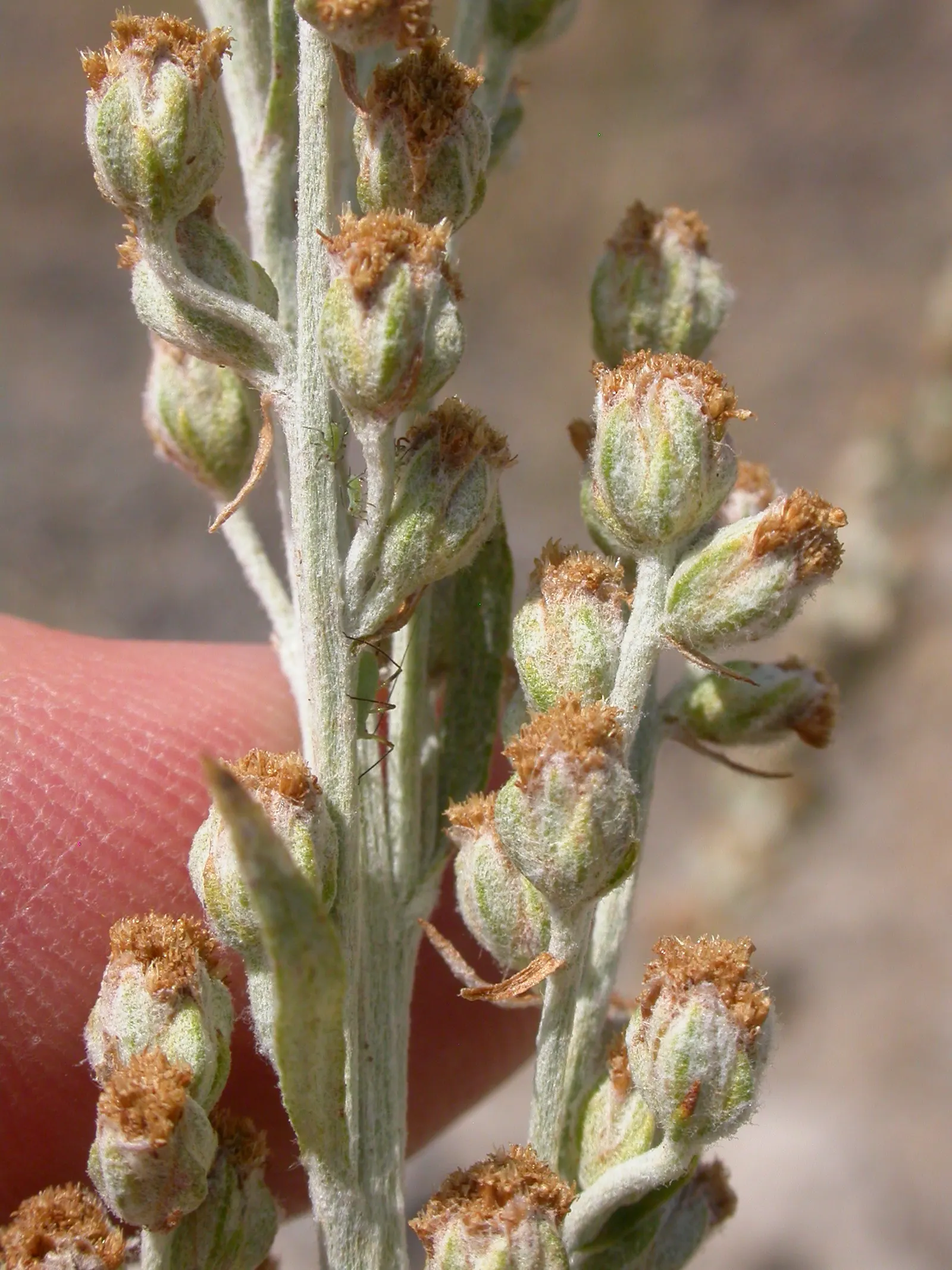 Silver Wormwood (Artemisia Ludoviana) — white and yellow flowers in the garden; this plant is most notable for its silvery-white