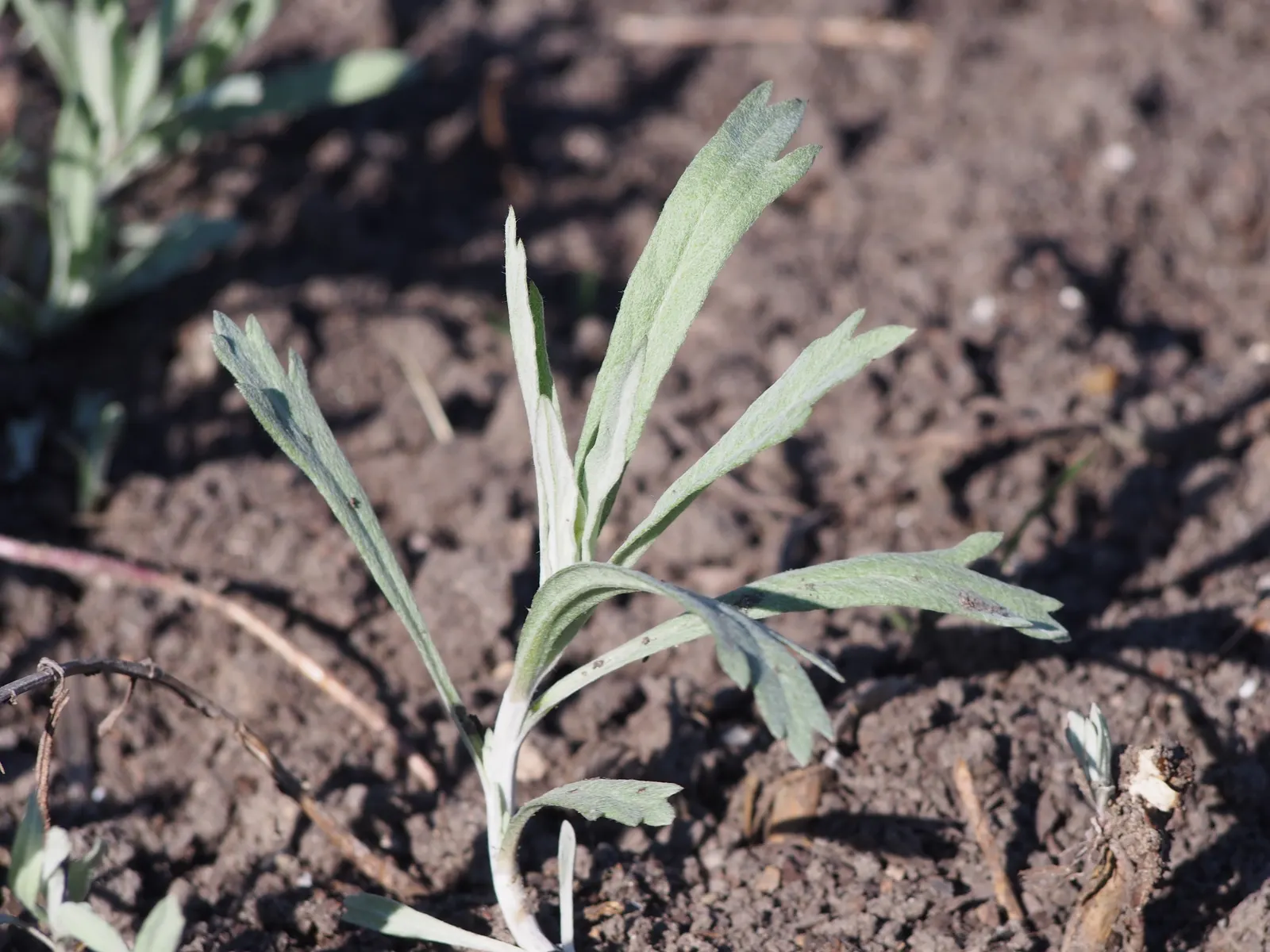 Silver Wormwood (Artemisia Ludoviana) — making it a low-maintenance option for the busy gardener