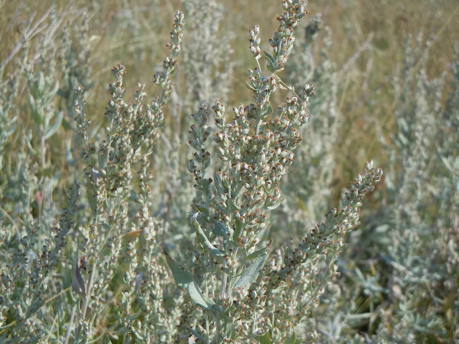 Silver Wormwood (Artemisia Ludoviana) — one should be mindful that Silver Wormwood can be aggressive in its growth habit; silvery hairs that give the foliage