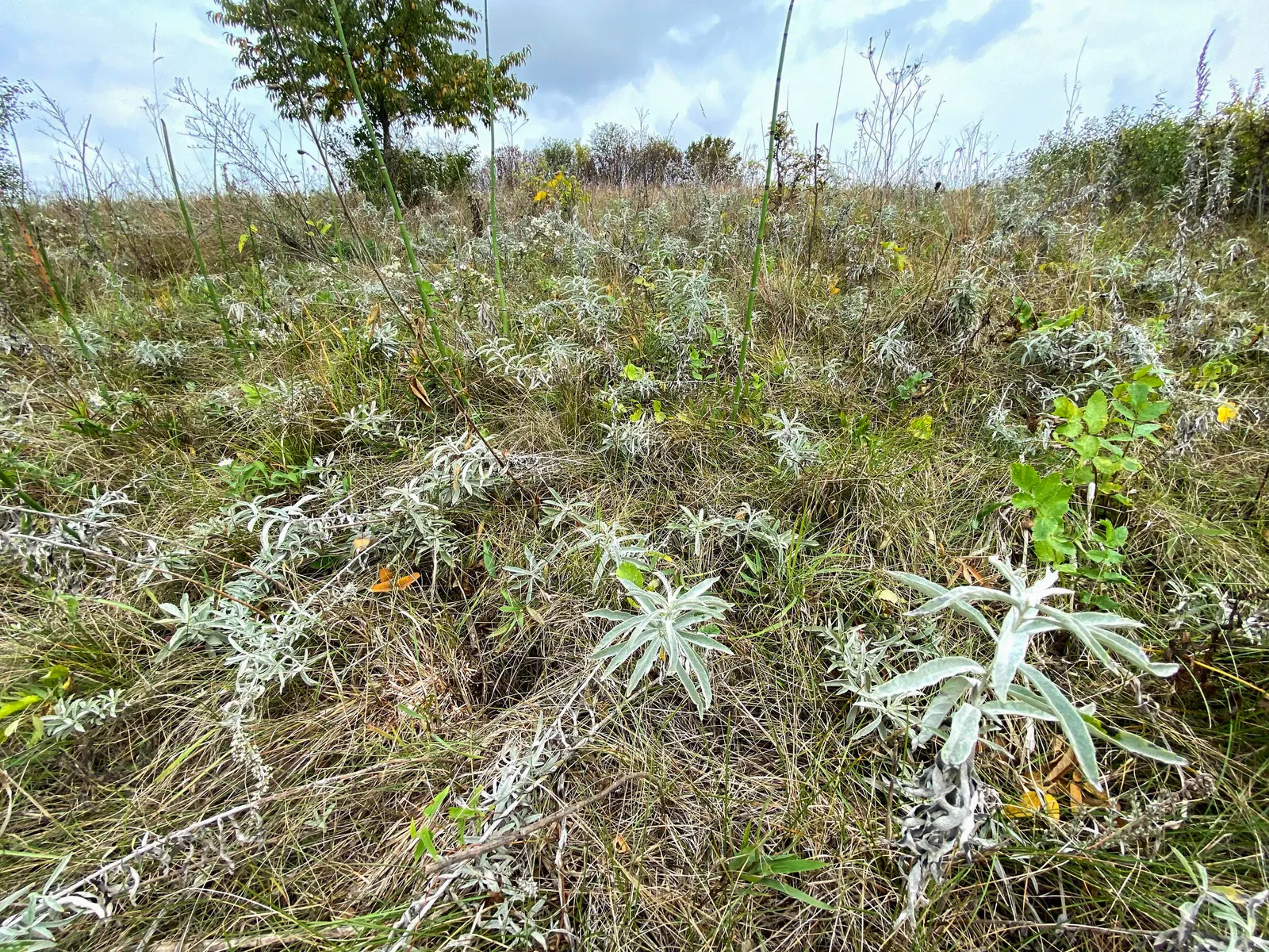 Silver Wormwood (Artemisia Ludoviana) — it can be planted as an accent piece; this plant flourishes in well-drained soils and is resilient to poor soil