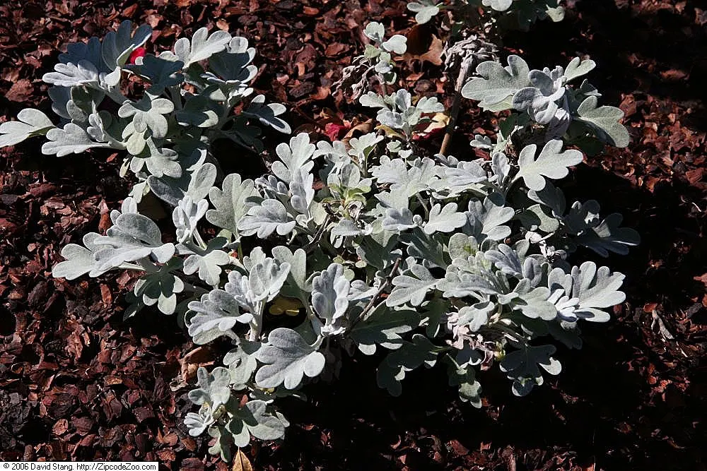 Silver Wormwood (Artemisia Ludoviana) — it can be planted as an accent piece