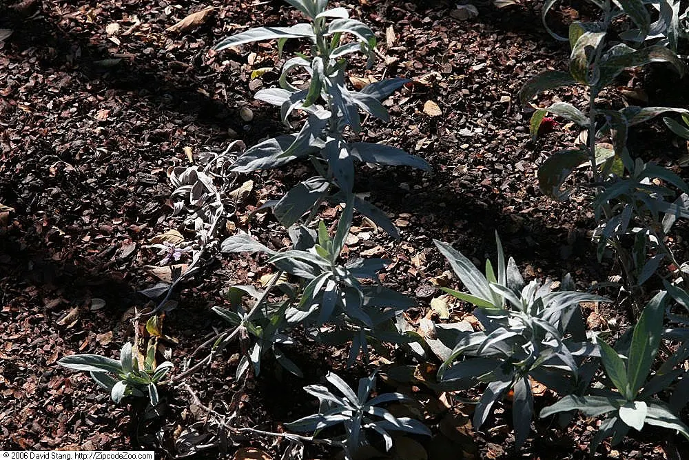 Silver Wormwood (Artemisia Ludoviana) — displaying an ability to adapt to a wide variety of garden settings.<br><br>In the summer; shrub with white and yellow