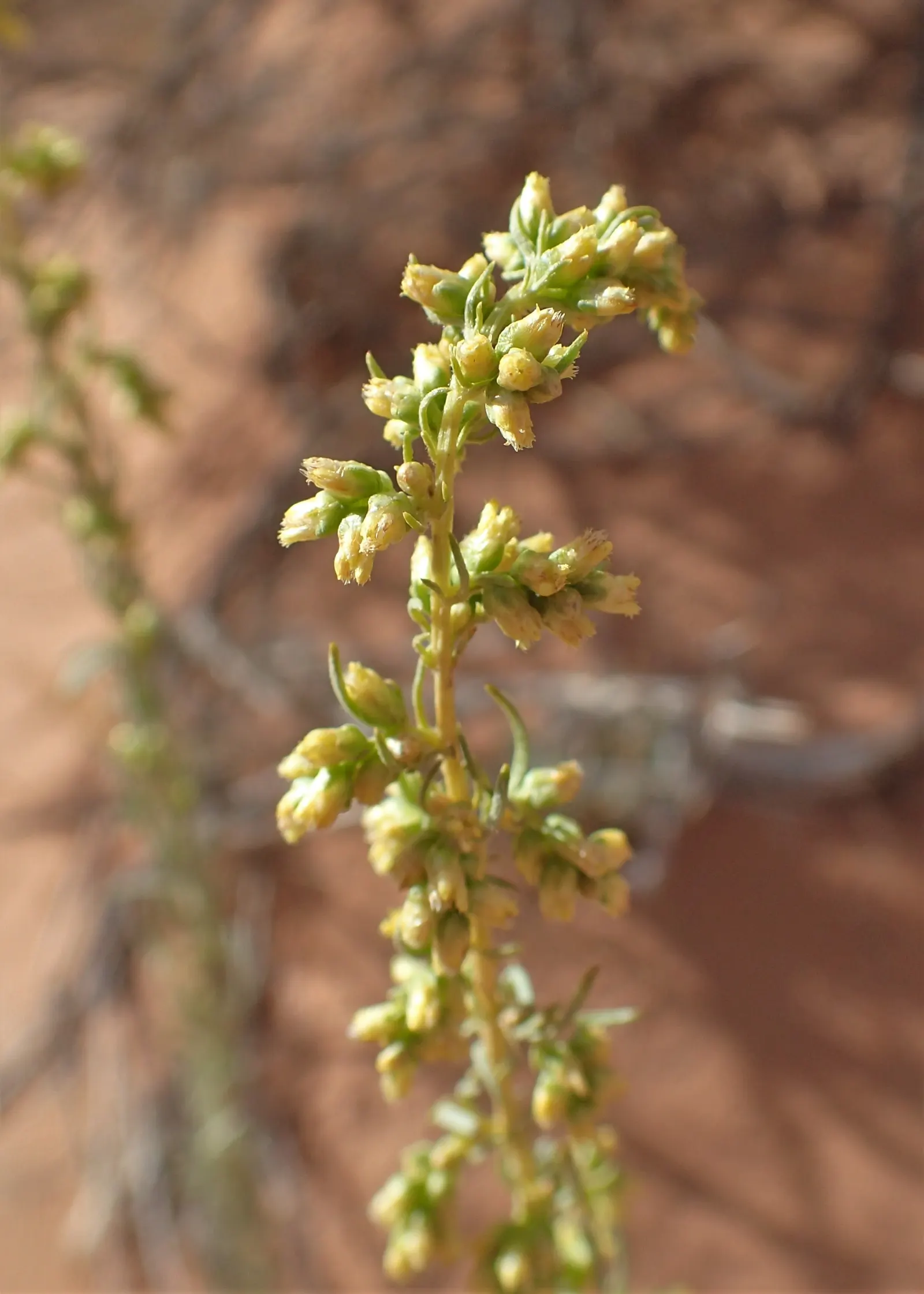 Silver Wormwood (Artemisia Ludoviana) — This drought-tolerant species prefers full sun and well-draining soil; silver Wormwood thrives in full sun to part