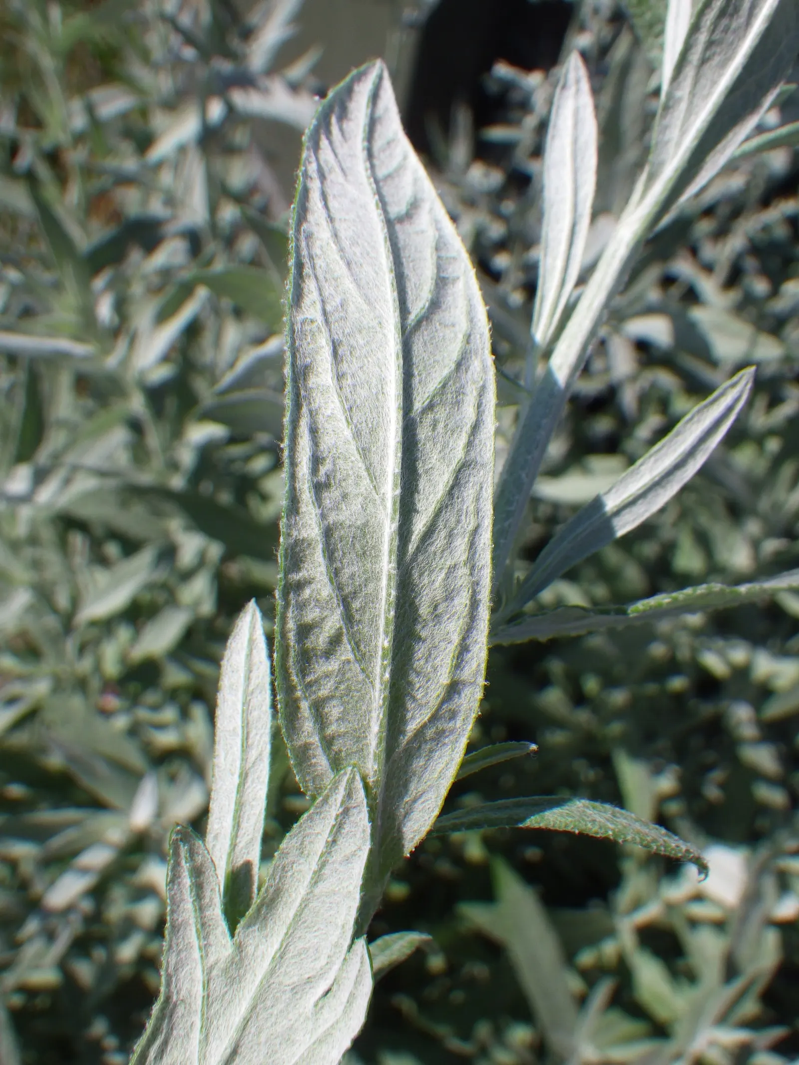 Silver Wormwood (Artemisia Ludoviana) — Sporting a network of stems that can reach up to 3 feet in height; with a spread of up to 2 to 3 feet wide
