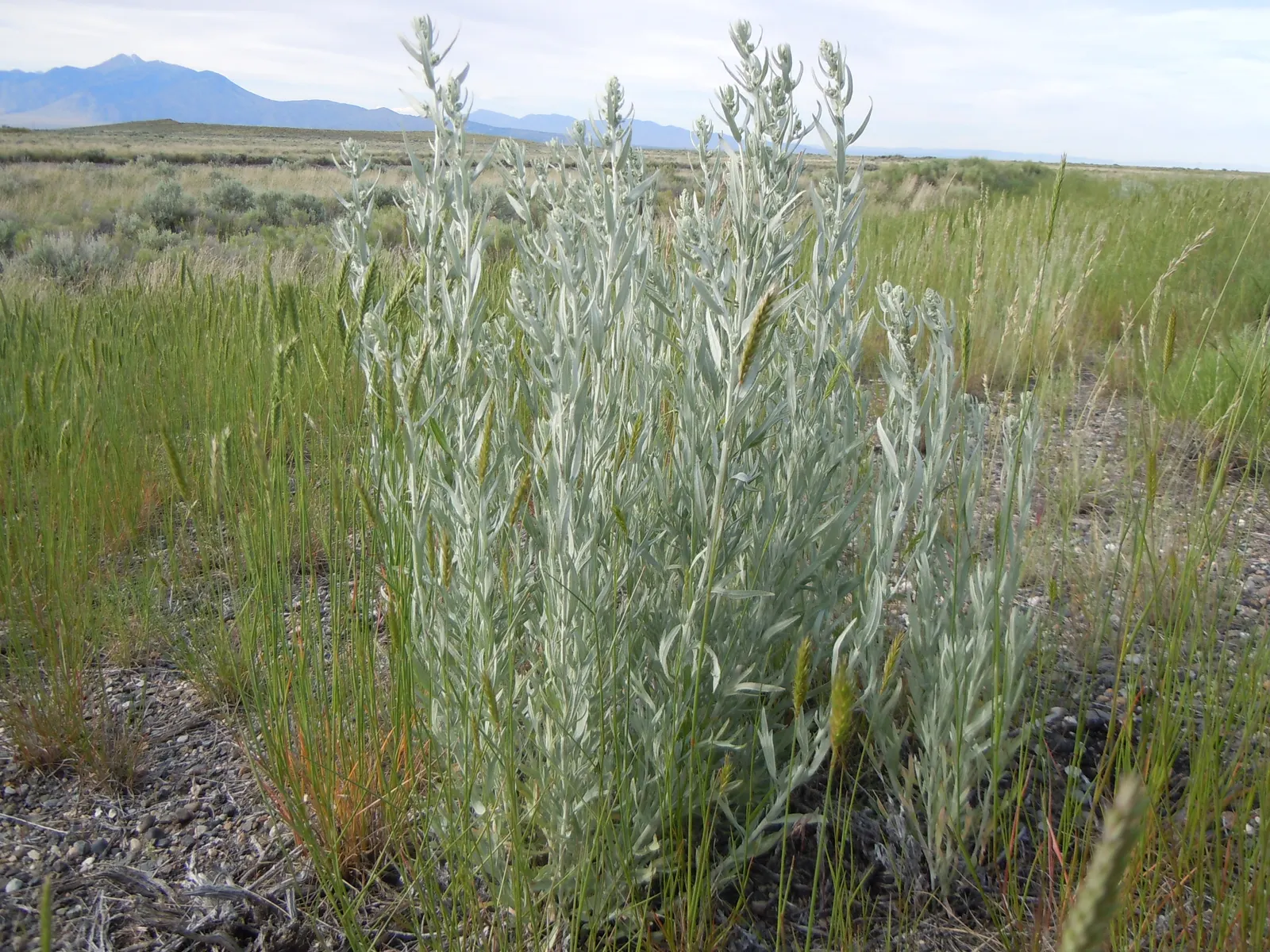 Silver Wormwood (Artemisia Ludoviana) — shrub for full or half; as it is often a host for various butterfly species