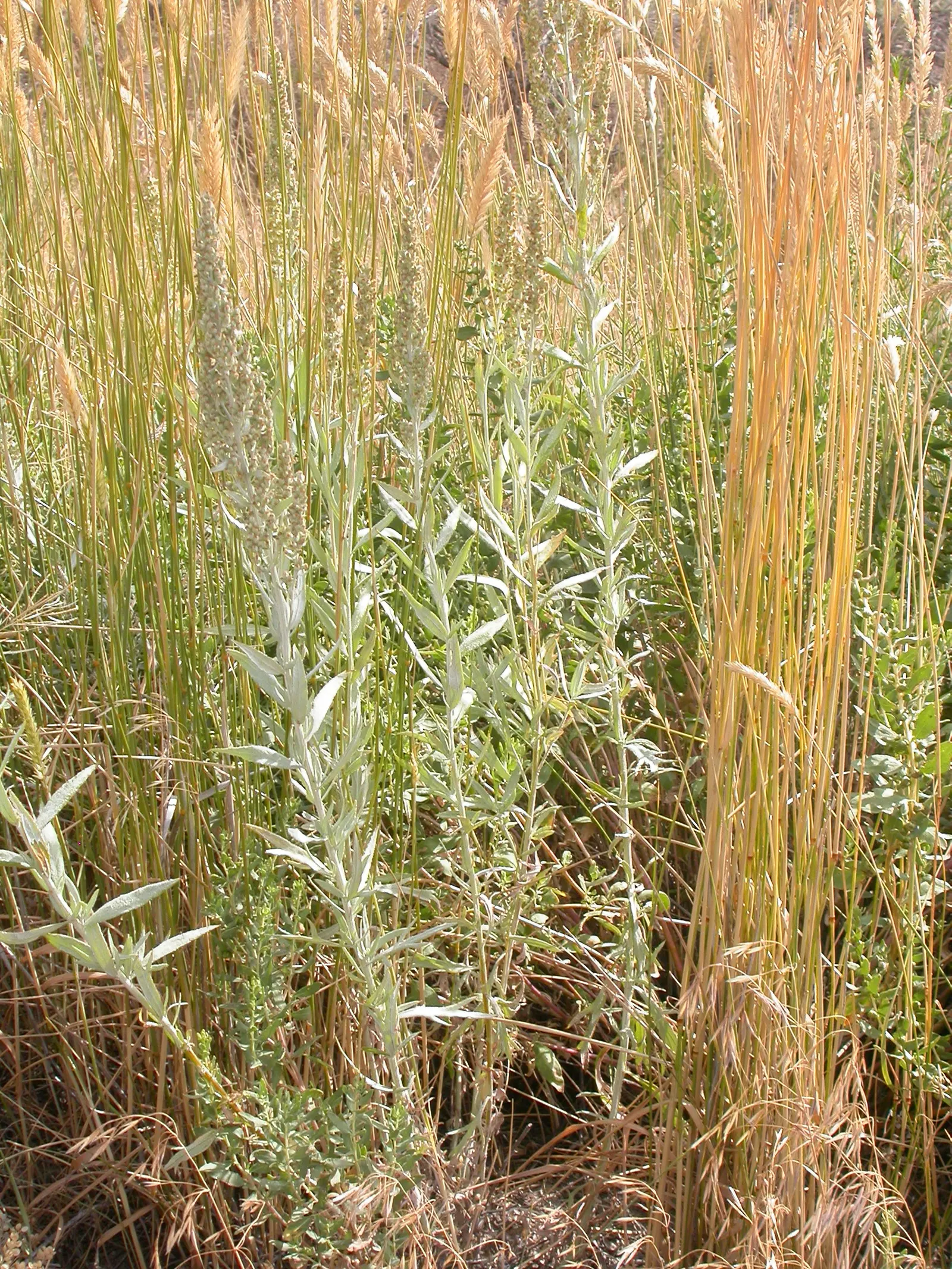 Silver Wormwood (Artemisia Ludoviana) — displaying an ability to adapt to a wide variety of garden settings.<br><br>In the summer