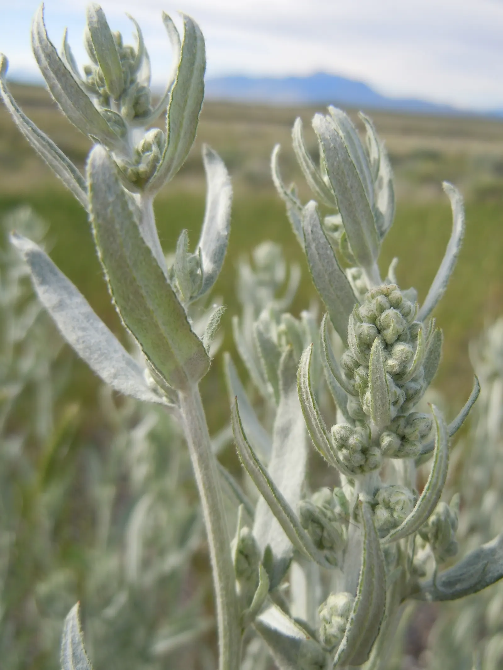 Silver Wormwood (Artemisia Ludoviana) — The leaves measure approximately 2 to 4 inches in length and are coated in fine; making it a low-maintenance option for