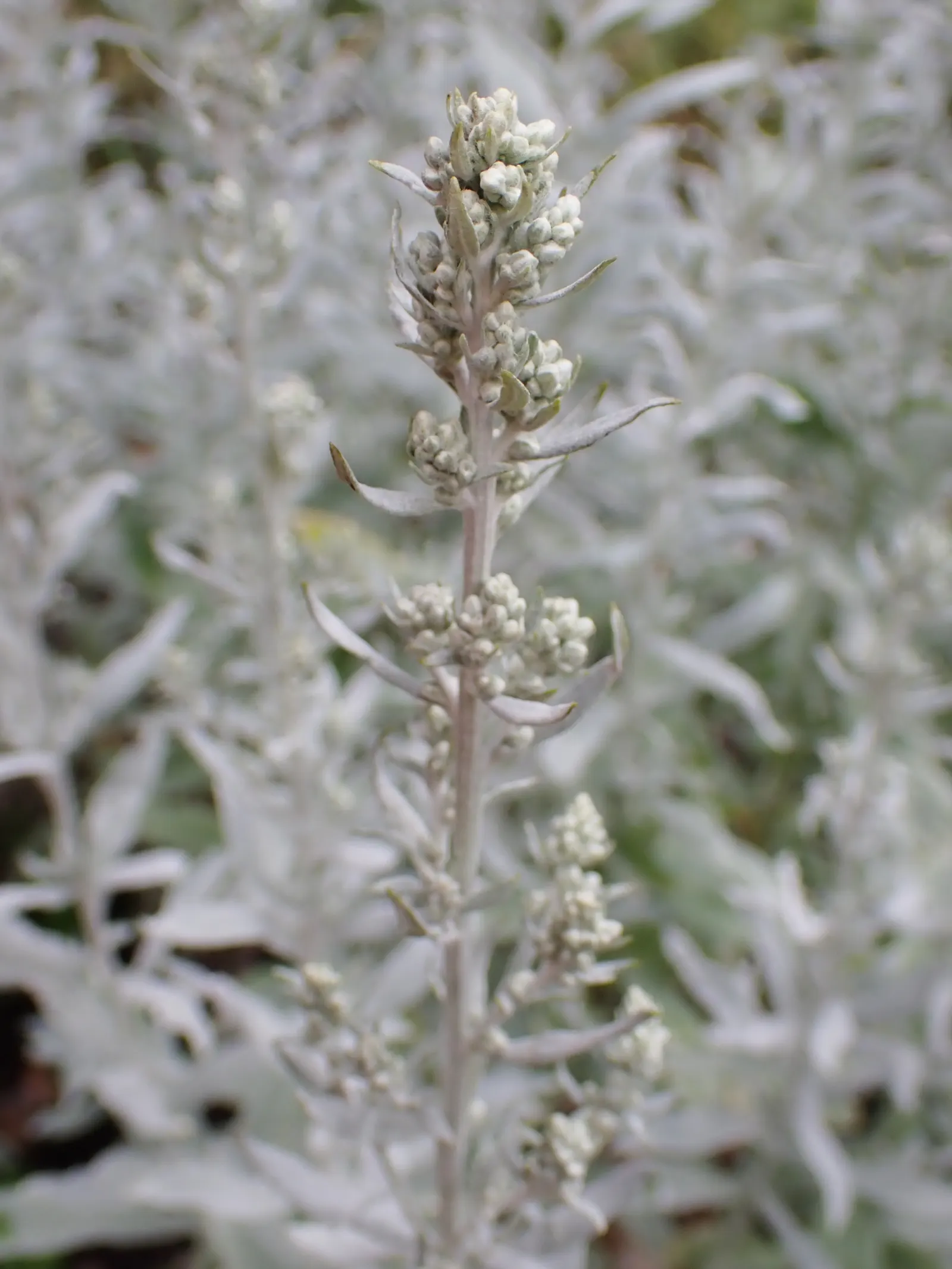 Silver Wormwood (Artemisia Ludoviana) — Sporting a network of stems that can reach up to 3 feet in height