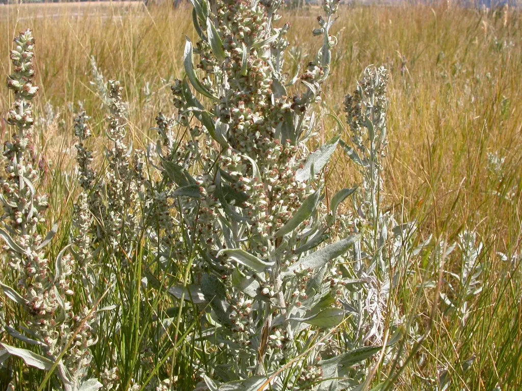 Silver Wormwood (Artemisia Ludoviana) — silvery hairs that give the foliage its characteristic sheen.<br><br>Hardy in USDA zones 4 through 9