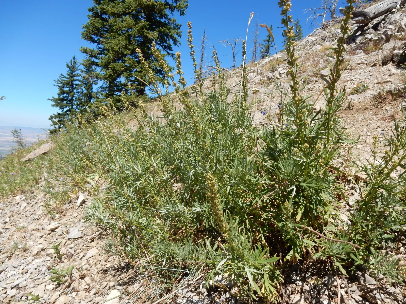 Silver Wormwood (Artemisia Ludoviana) — shrub for full or half