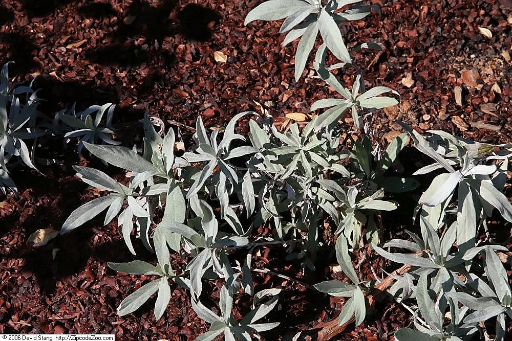 Silver Wormwood (Artemisia Ludoviana) — making it a low-maintenance option for the busy gardener; the leaves measure approximately 2 to 4 inches in length and