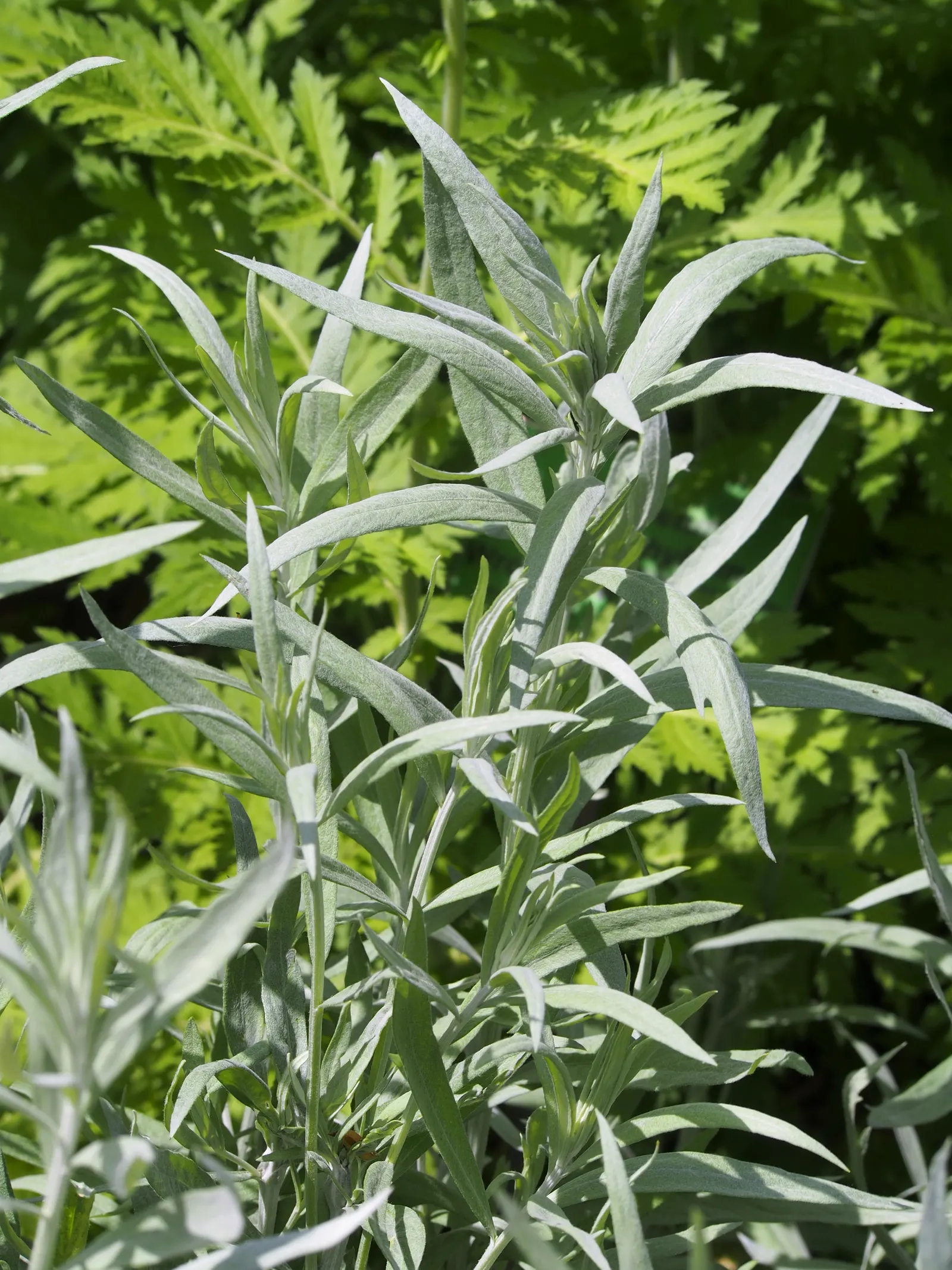 Silver Wormwood (Artemisia Ludoviana) — This drought-tolerant species prefers full sun and well-draining soil