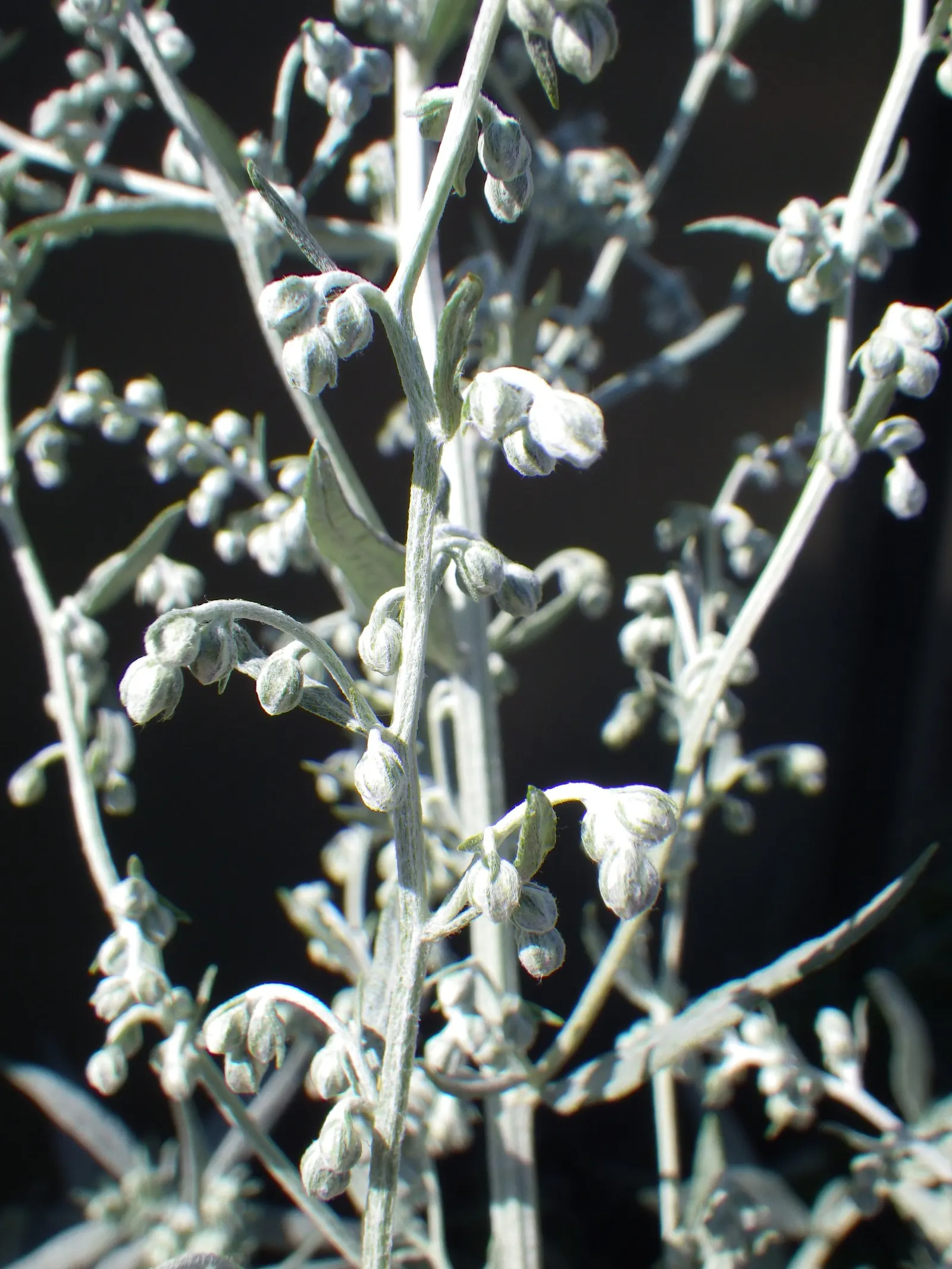 Silver Wormwood (Artemisia Ludoviana) — The leaves measure approximately 2 to 4 inches in length and are coated in fine