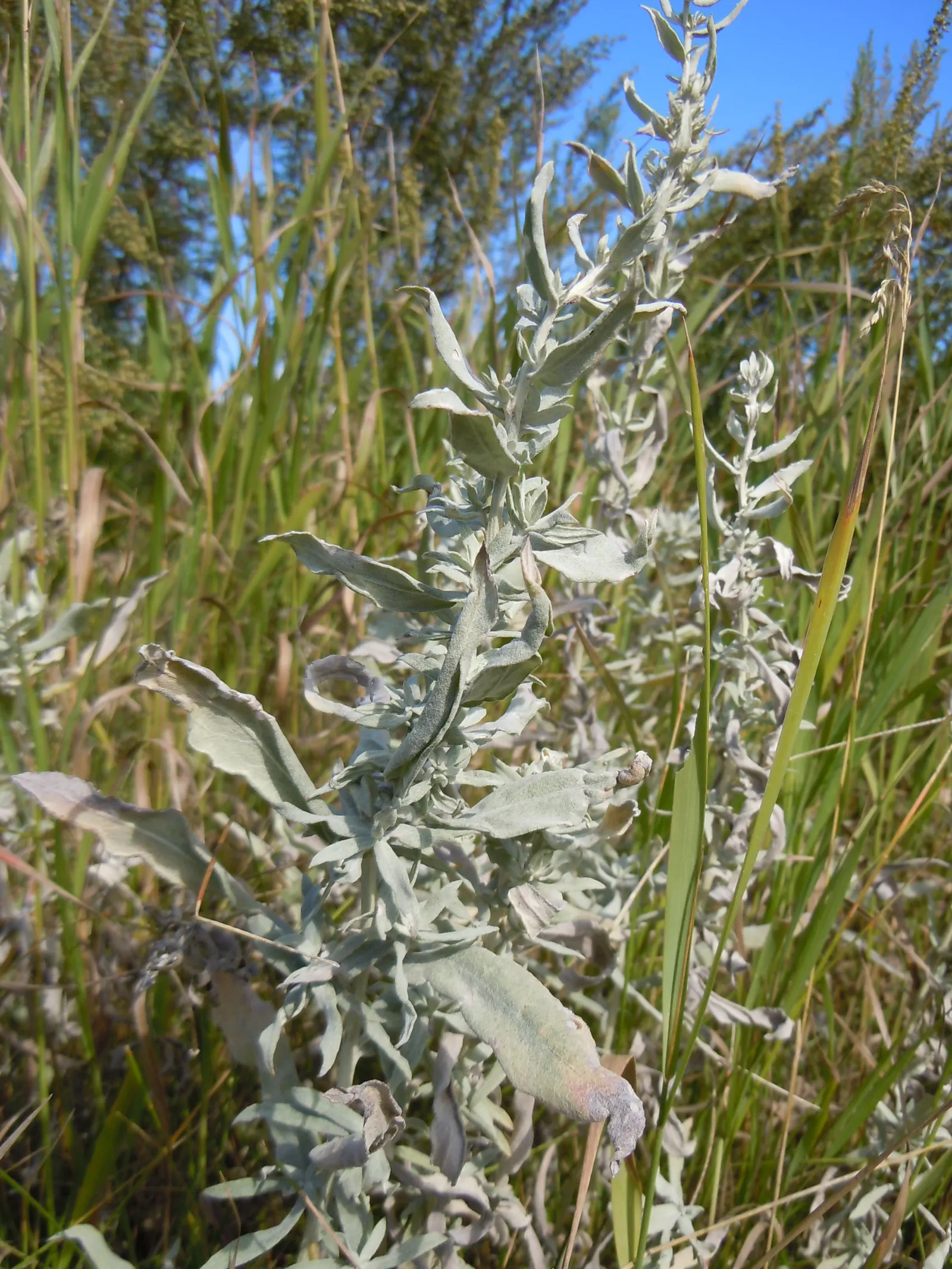 Silver Wormwood (Artemisia Ludoviana) — shrub with white and yellow blooms