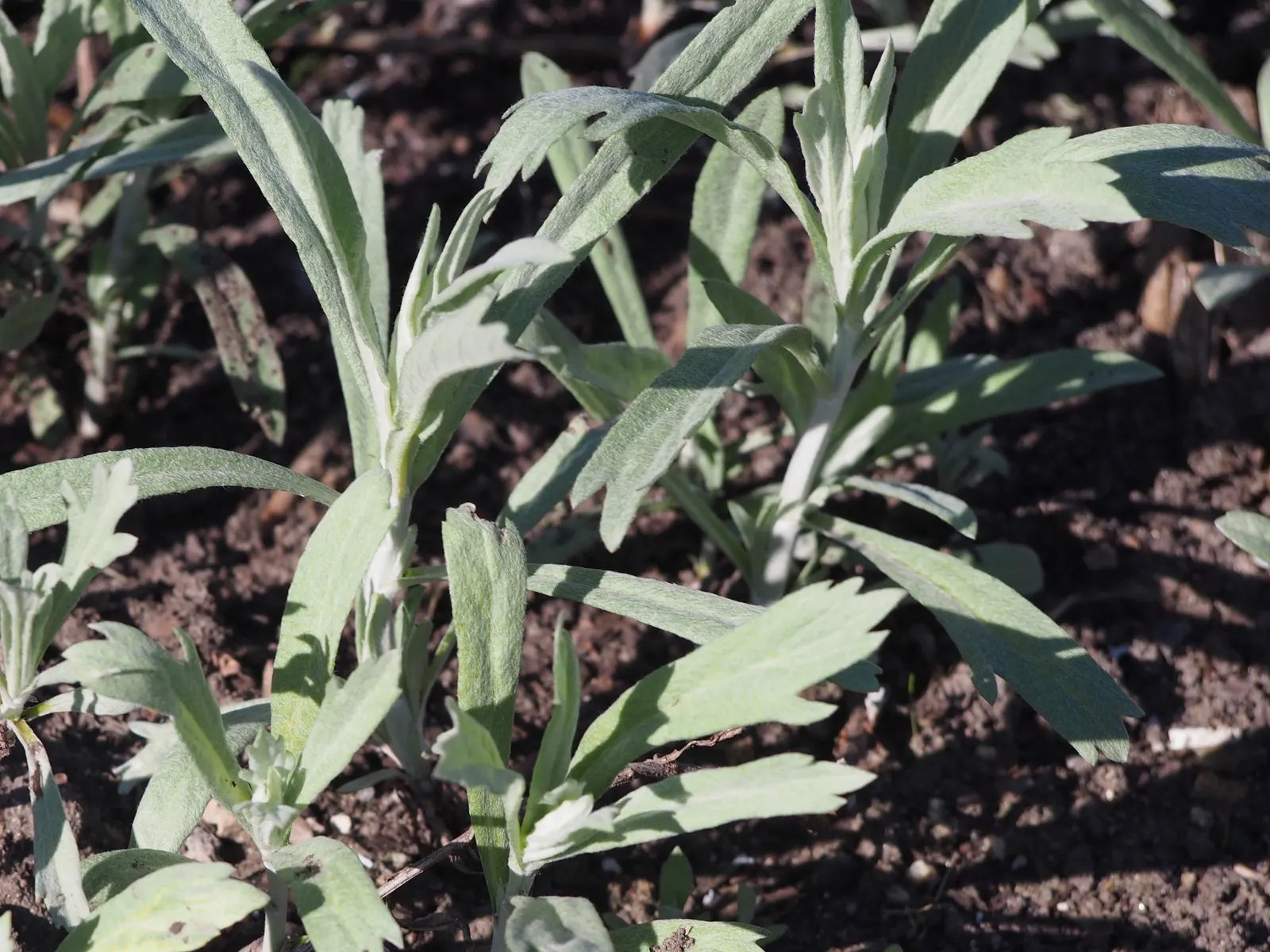 Silver Wormwood (Artemisia Ludoviana) — With a spread of up to 2 to 3 feet wide