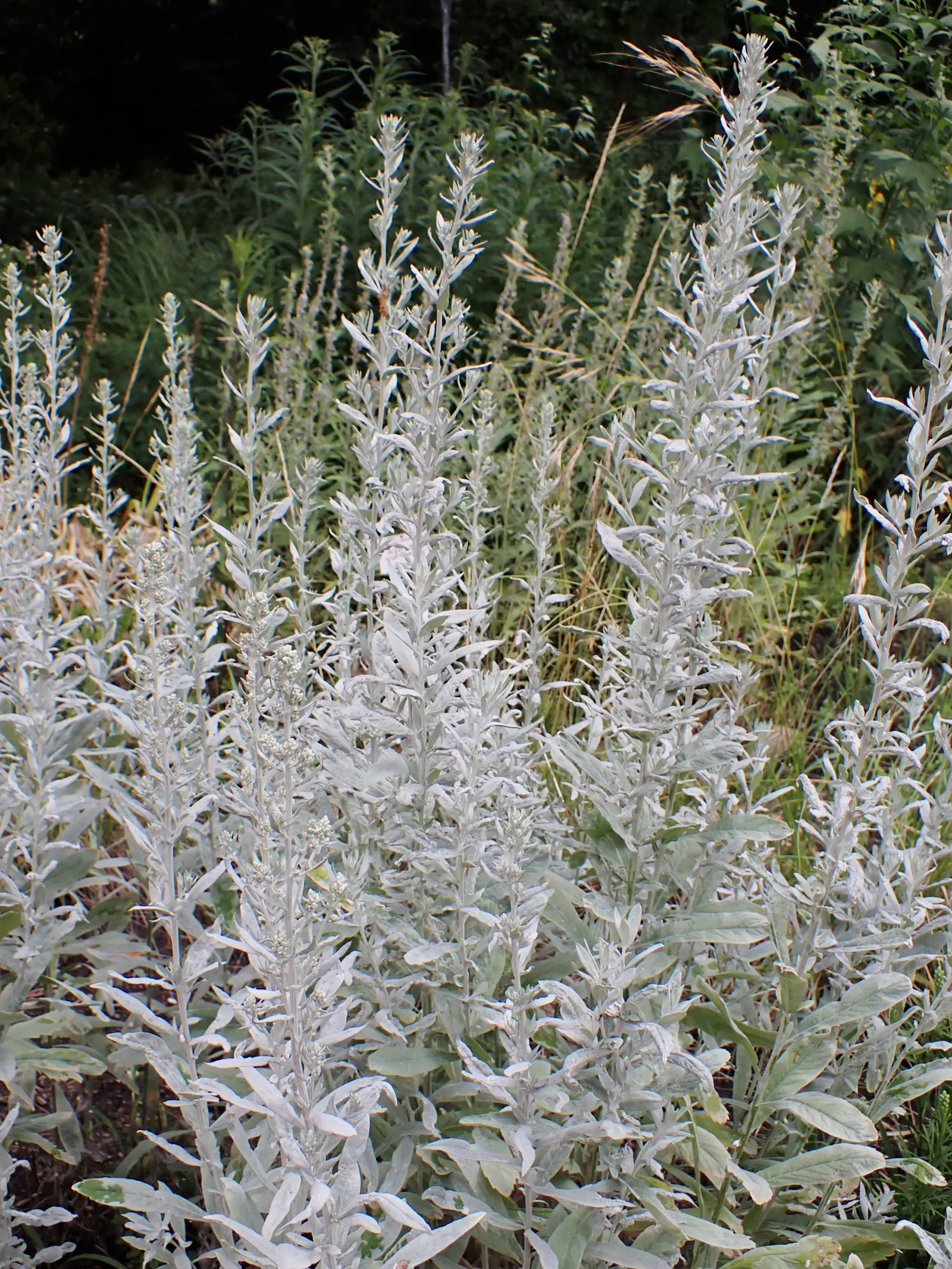 Silver Wormwood (Artemisia Ludoviana) — this plant is most notable for its silvery-white