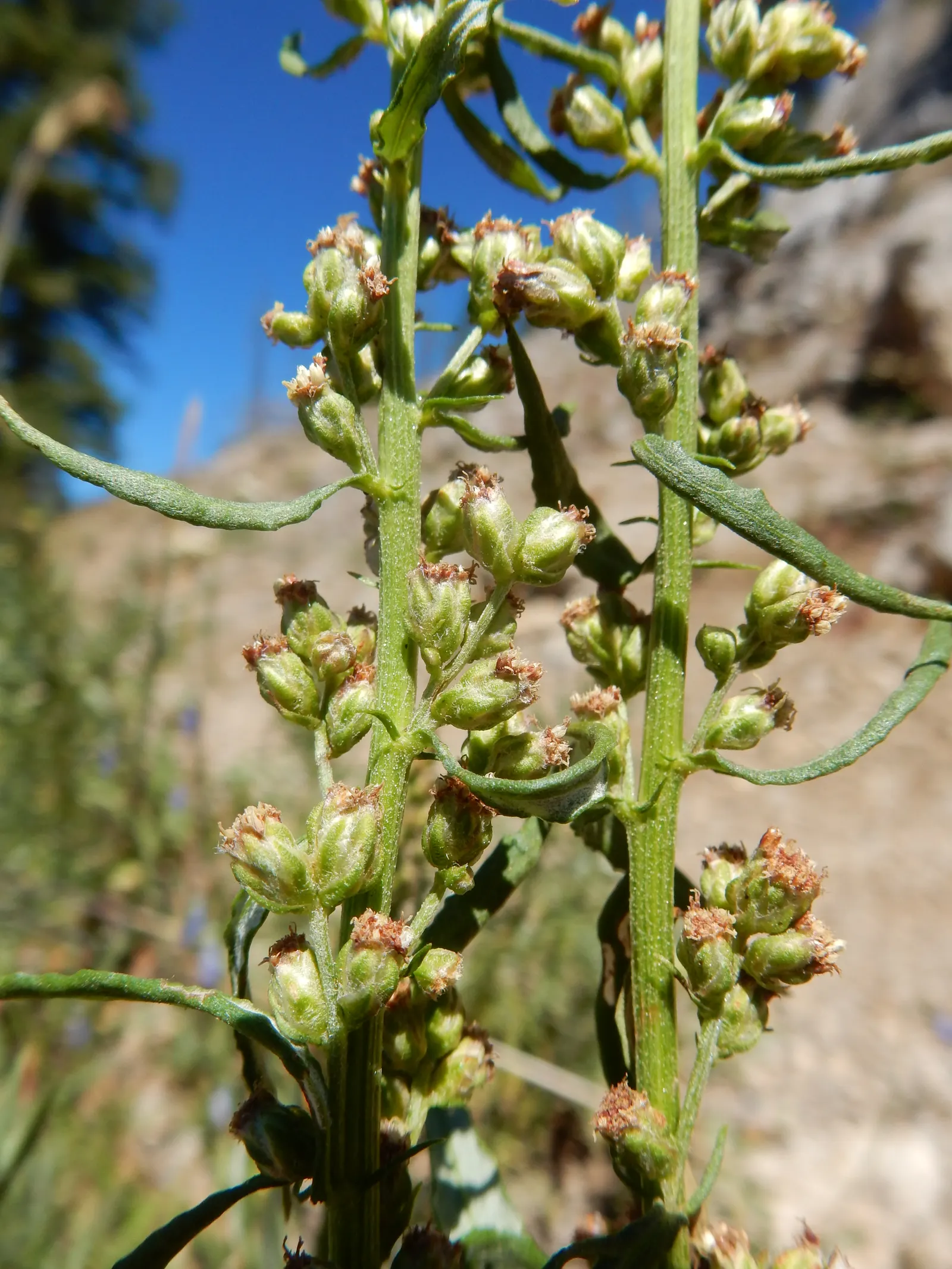 Silver Wormwood (Artemisia Ludoviana) — white and yellow flowers in the garden