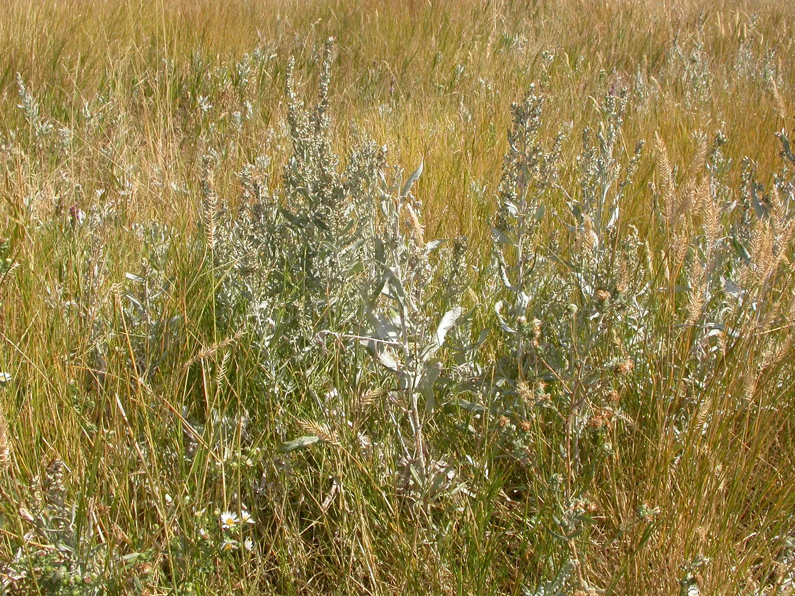 Silver Wormwood (Artemisia Ludoviana) — Deer resistance and minimal care requirements make it an ideal choice for low-maintenance landscapes; thriving in USDA