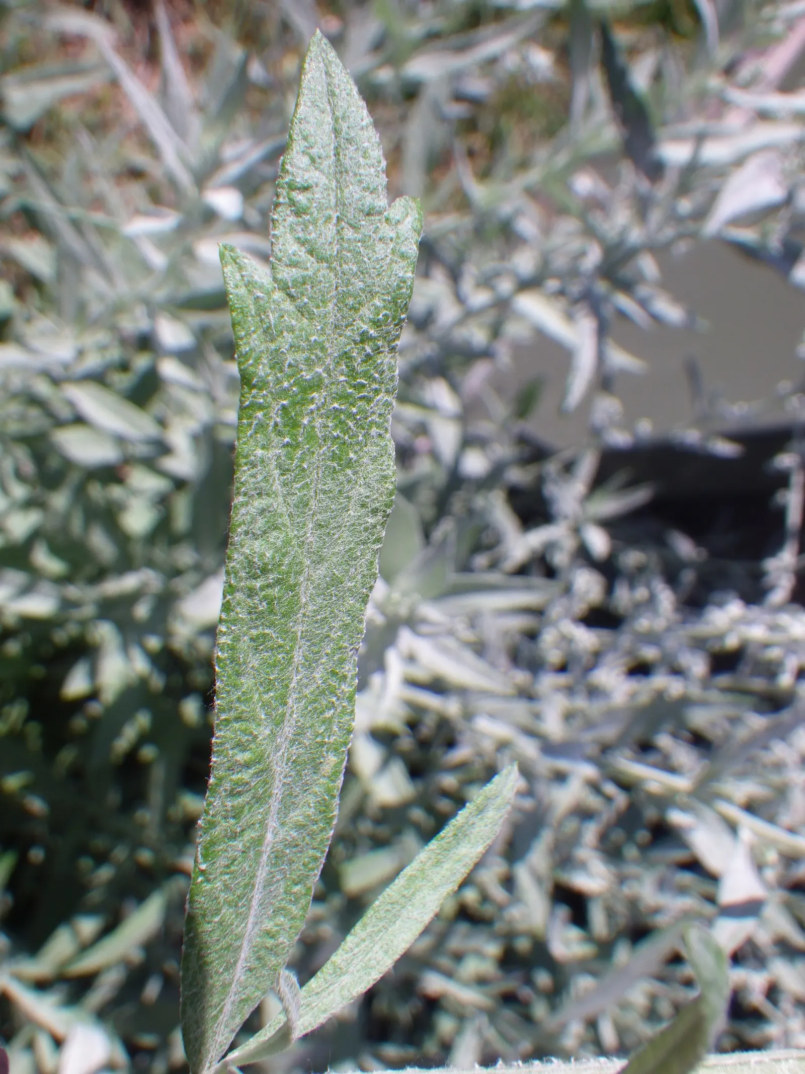 Silver Wormwood (Artemisia Ludoviana) — Thriving in USDA zones 4-9, it reaches 2-3 feet in height and spreads 18-24 inches wide