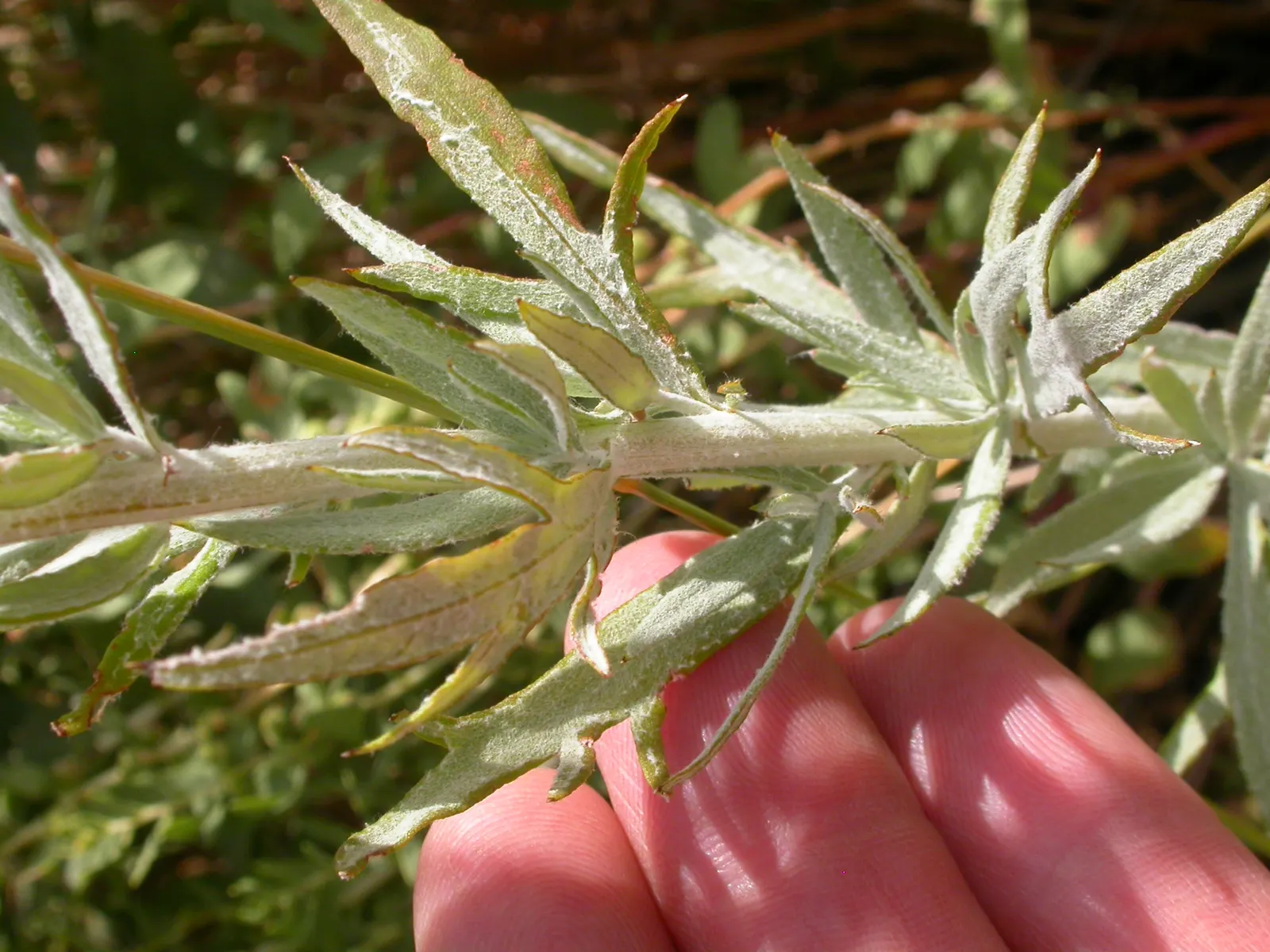 Silver Wormwood (Artemisia Ludoviana) — This plant flourishes in well-drained soils and is resilient to poor soil conditions