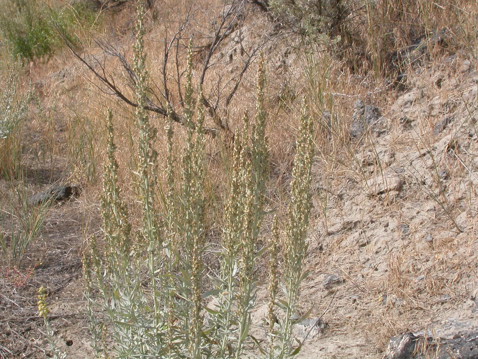 Silver Wormwood (Artemisia Ludoviana) — With a spread of up to 2 to 3 feet wide; sporting a network of stems that can reach up to 3 feet in height