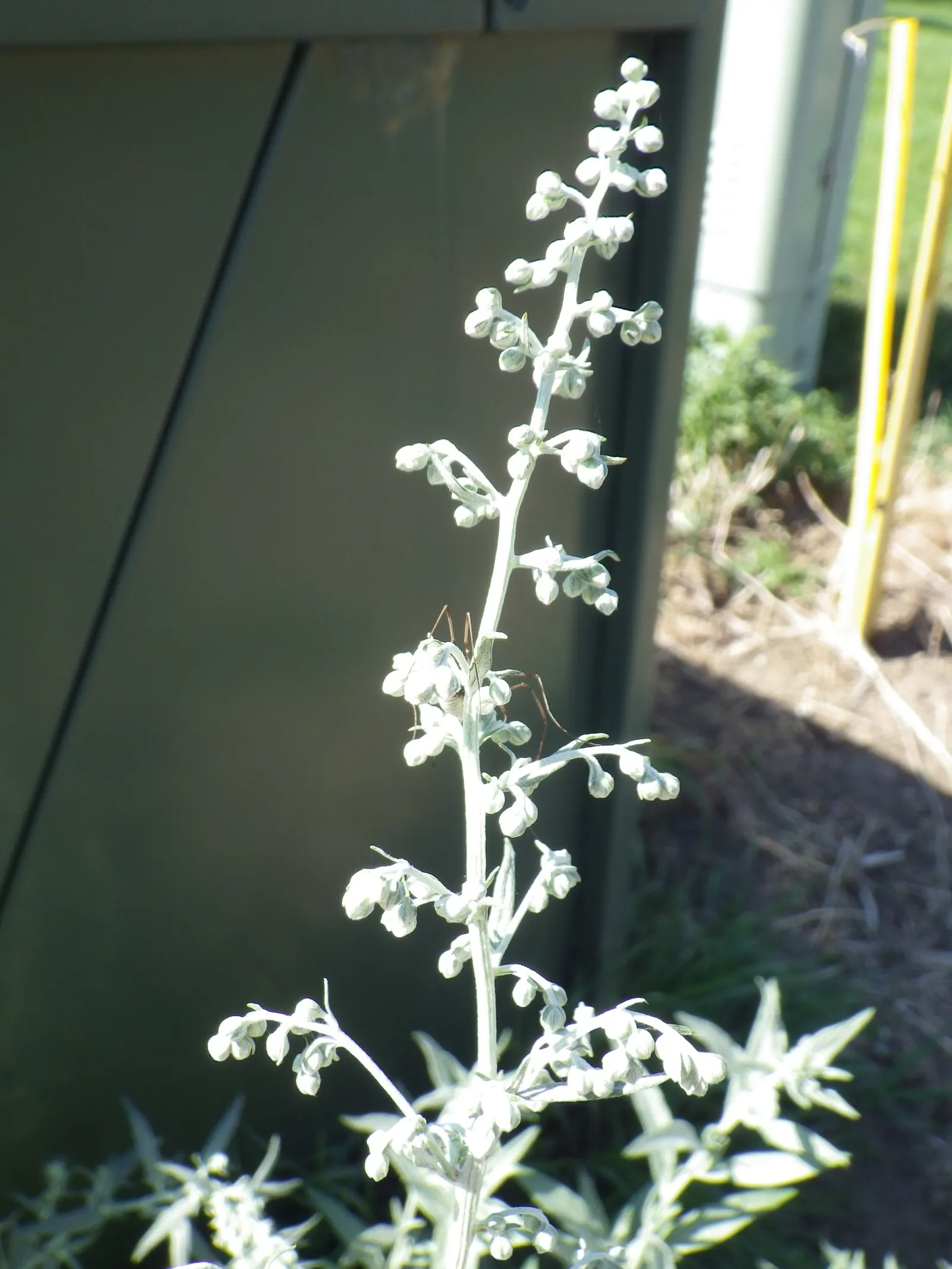 Silver Wormwood (Artemisia Ludoviana) — It's valued for its aromatic leaves and compatibility with xeriscaping