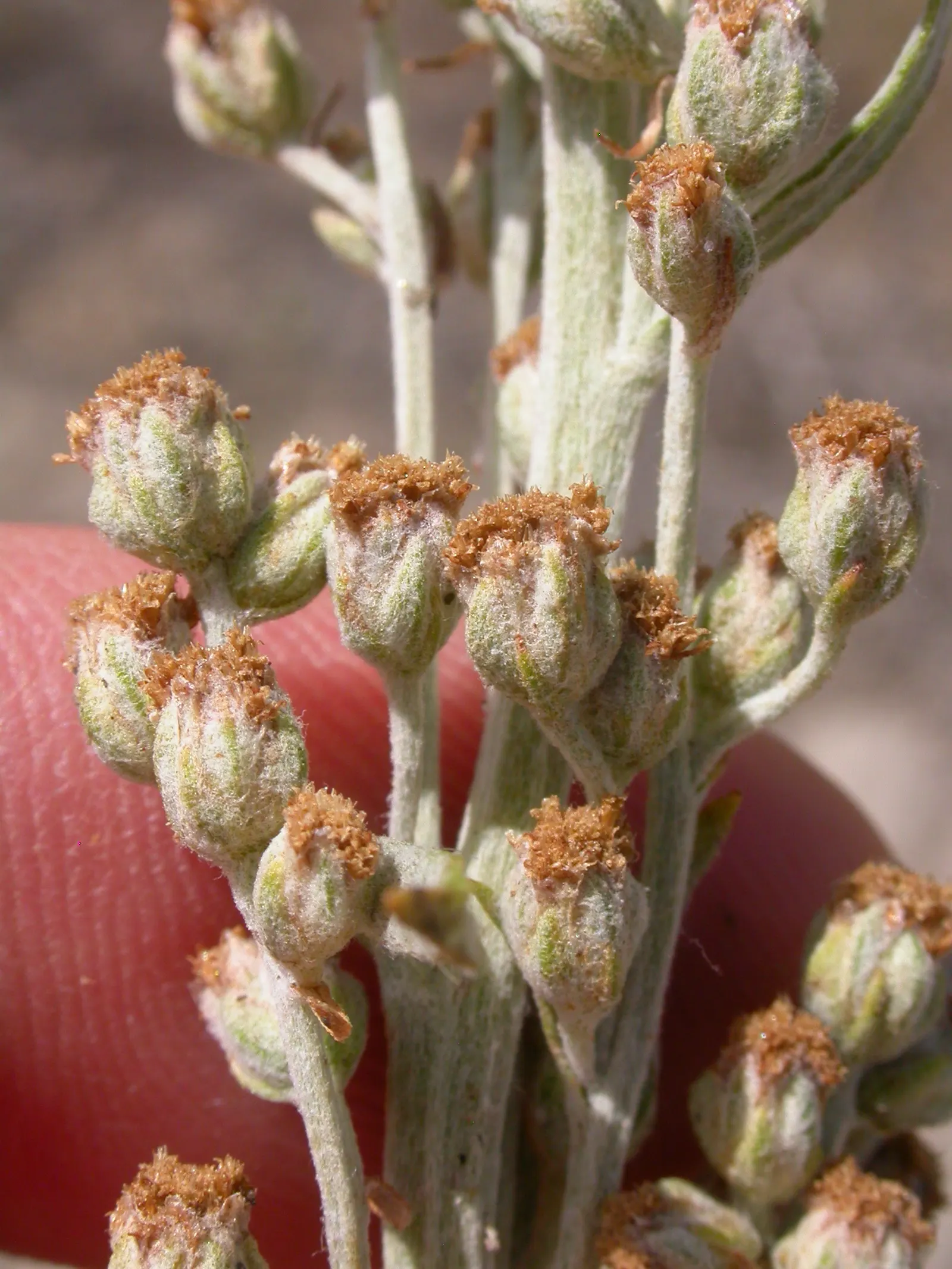 Silver Wormwood (Artemisia Ludoviana) — as it is often a host for various butterfly species; shrub for full or half