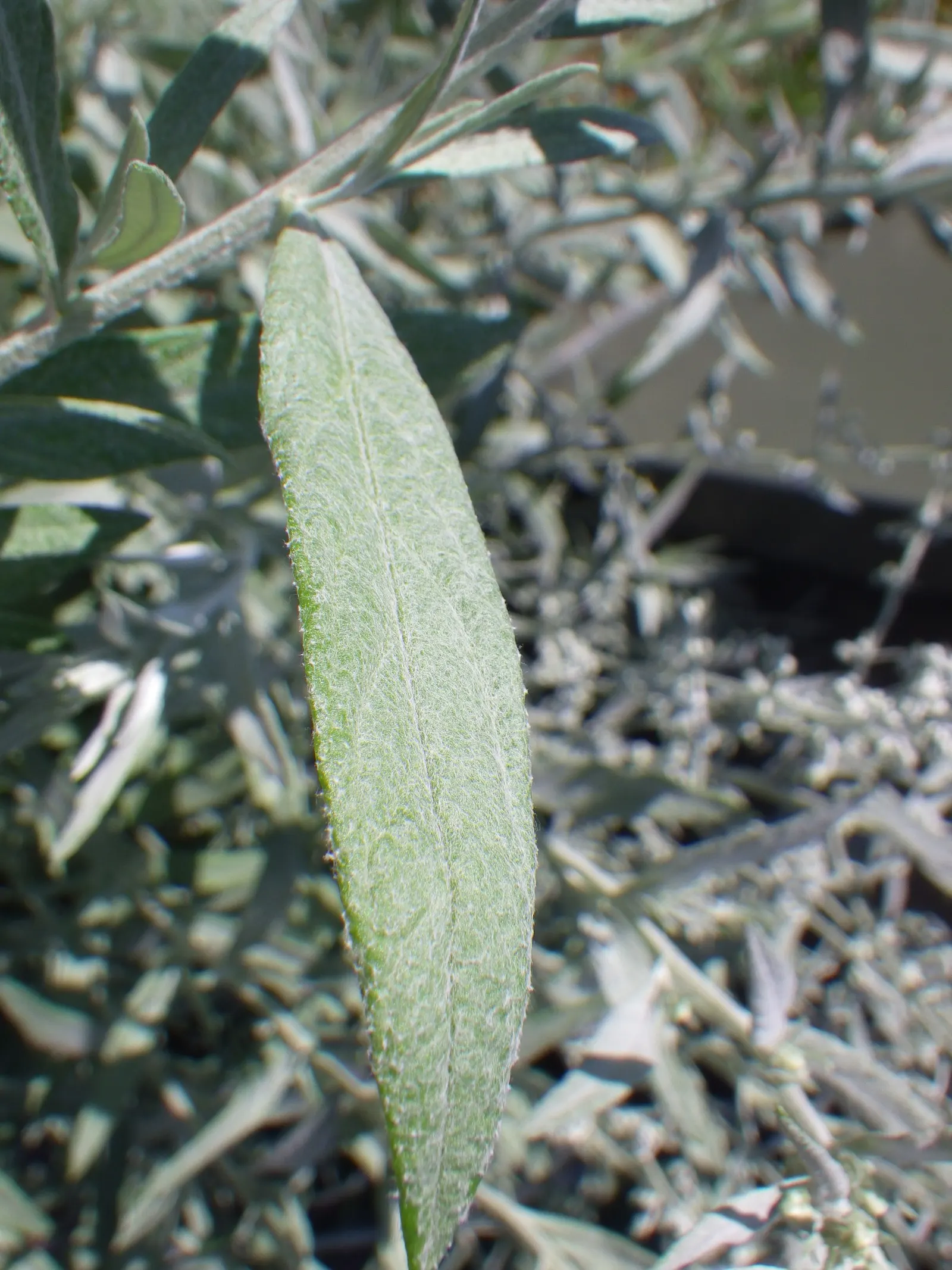 Silver Wormwood (Artemisia Ludoviana) — This plant flourishes in well-drained soils and is resilient to poor soil conditions; it can be planted as an accent
