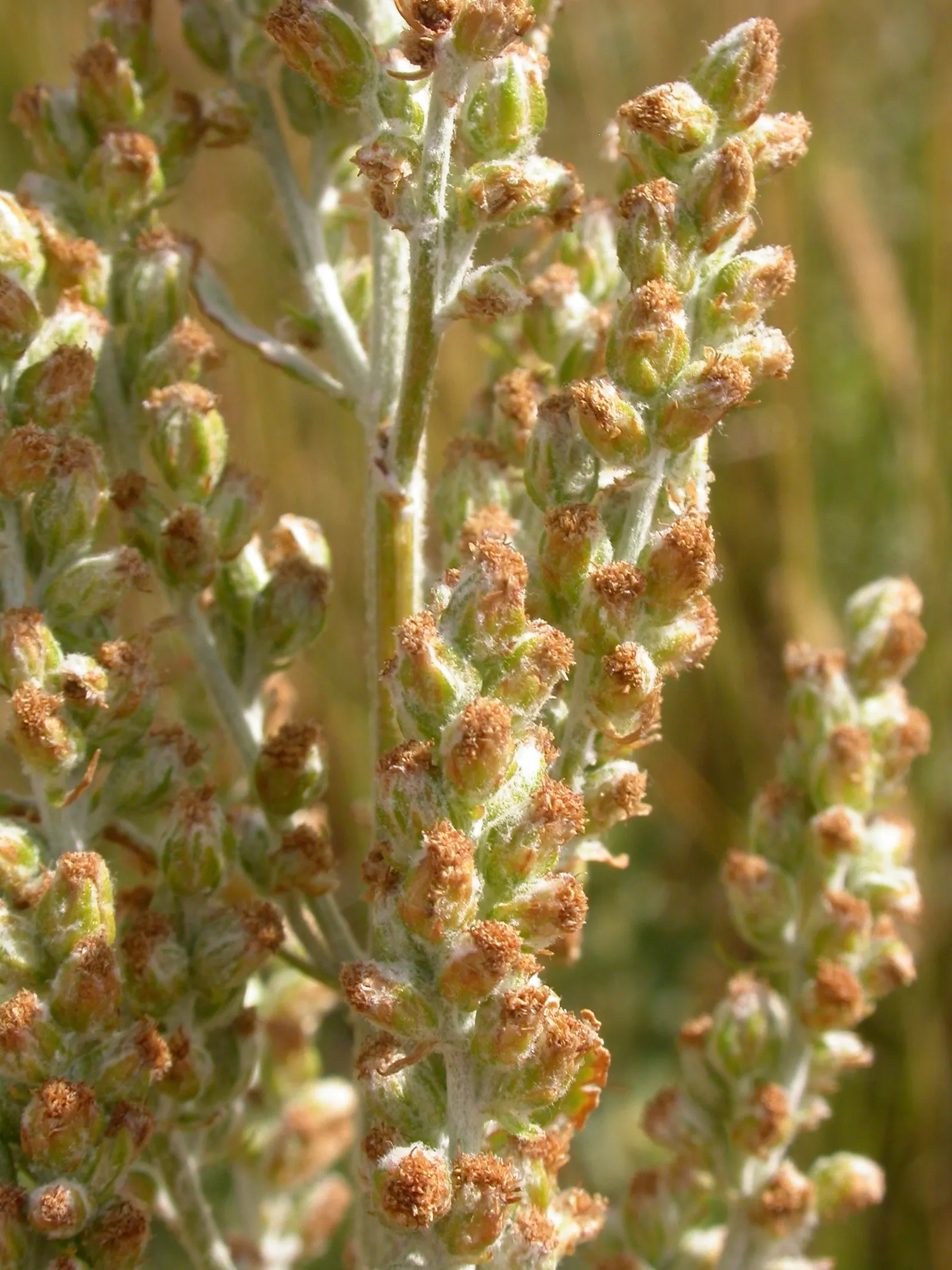 Silver Wormwood (Artemisia Ludoviana) — scientifically known as Artemisia ludoviciana
