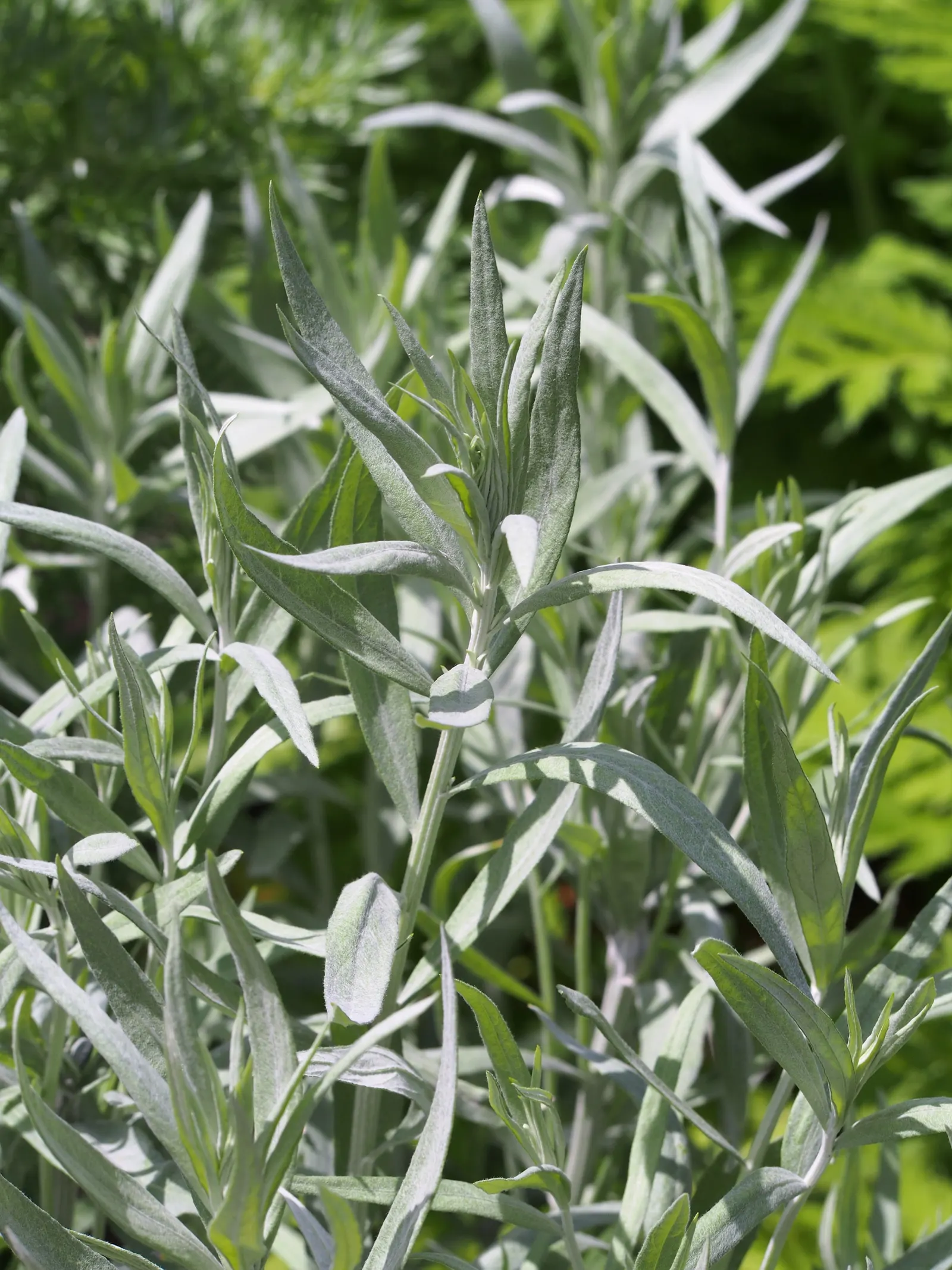 Silver Wormwood (Artemisia Ludoviana) — silvery hairs that give the foliage its characteristic sheen.<br><br>Hardy in USDA zones 4 through 9; one should be
