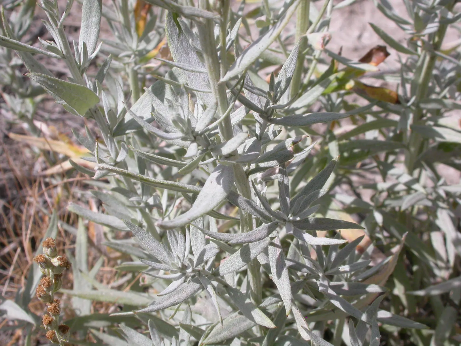Silver Wormwood (Artemisia Ludoviana) — Deer resistance and minimal care requirements make it an ideal choice for low-maintenance landscapes