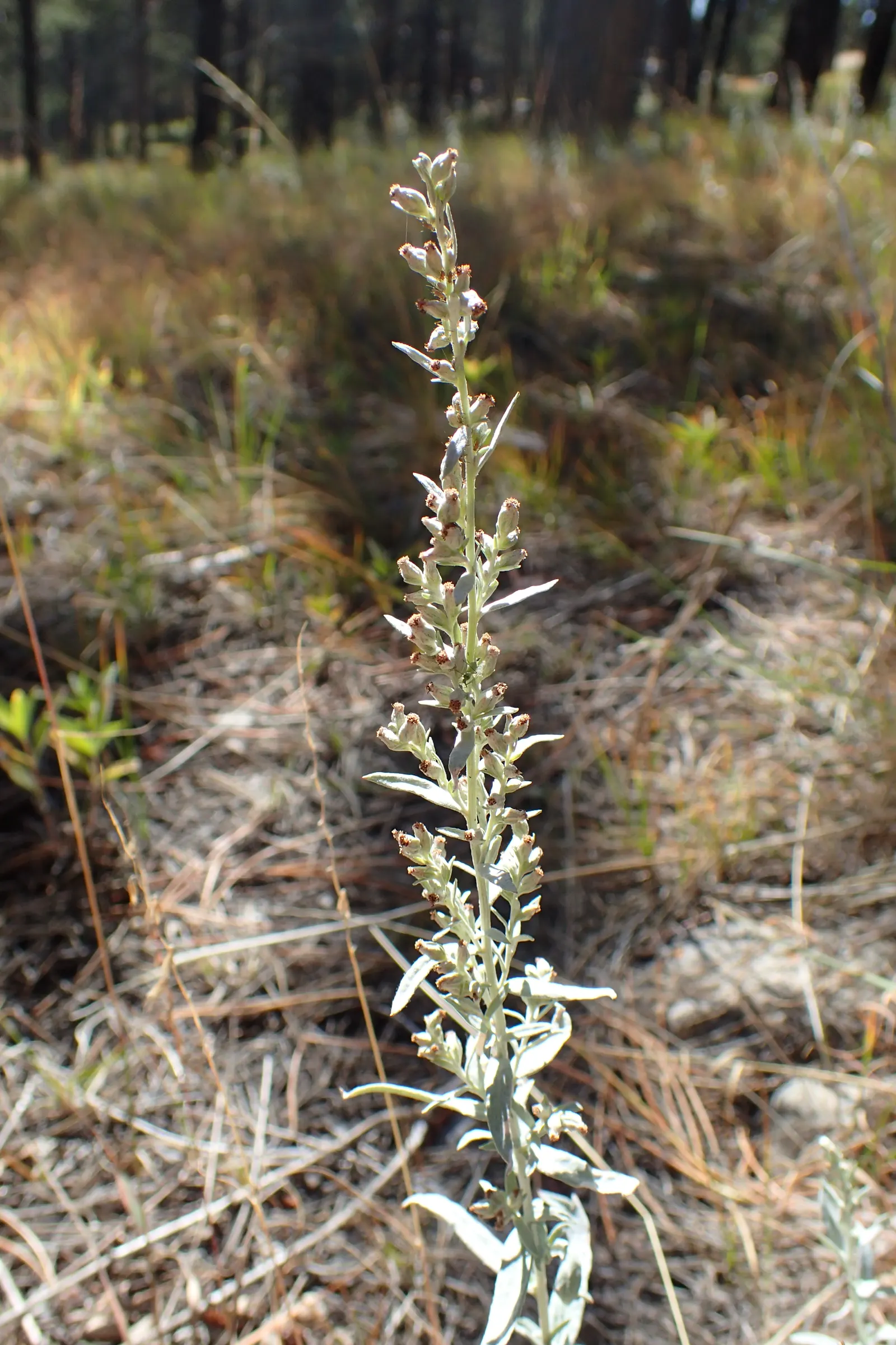 Silver Wormwood (Artemisia Ludoviana) — It's valued for its aromatic leaves and compatibility with xeriscaping; or used as an elegant edging plant.<br><br>When
