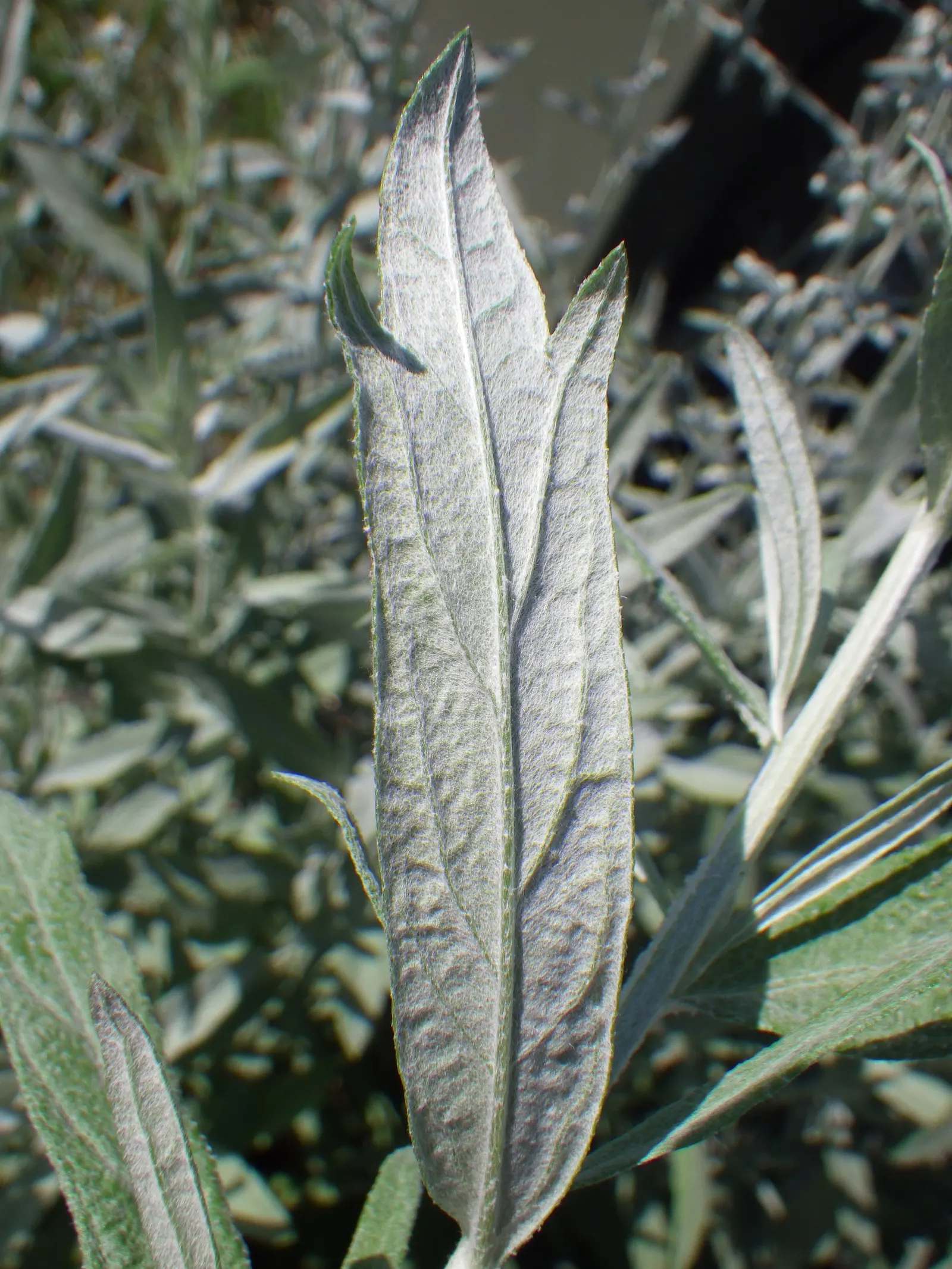 Silver Wormwood (Artemisia Ludoviana) — utilized in mass for ground cover