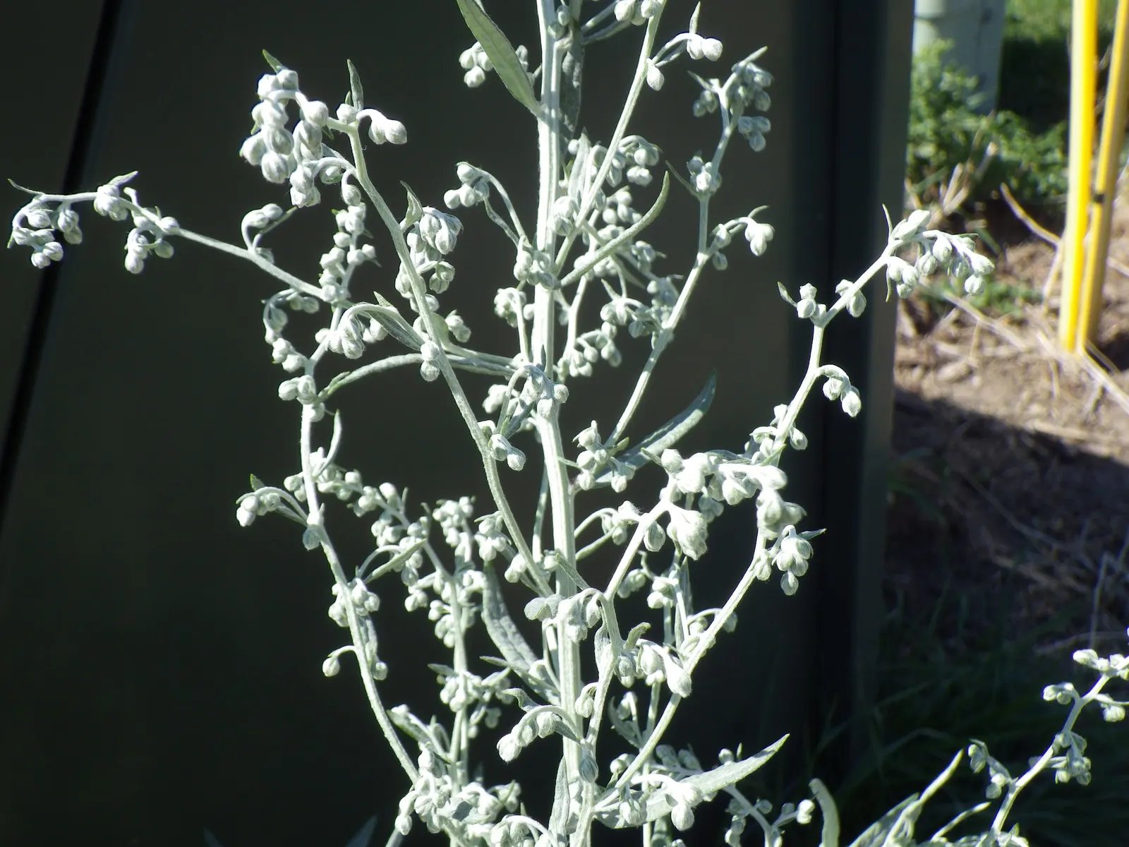 Silver Wormwood (Artemisia Ludoviana) — as it is often a host for various butterfly species