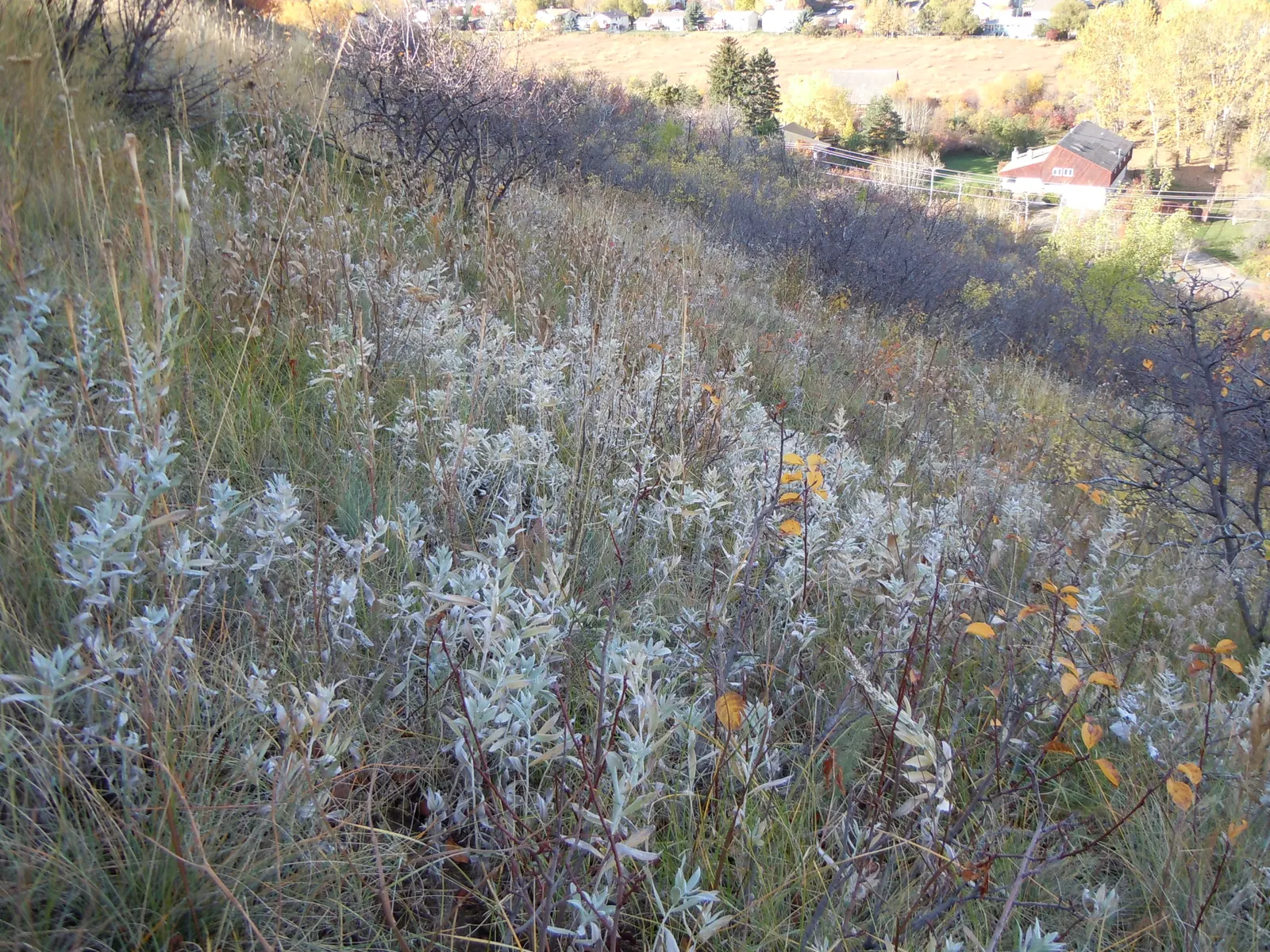 Silver Wormwood (Artemisia Ludoviana) — Silver Wormwood thrives in full sun to part shade and is remarkably drought-tolerant once established; this