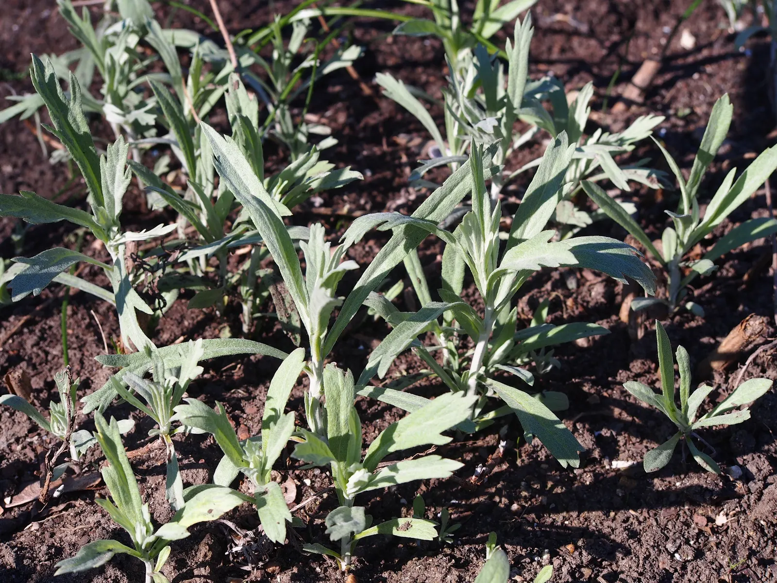 Silver Wormwood (Artemisia Ludoviana) — Thriving in USDA zones 4-9, it reaches 2-3 feet in height and spreads 18-24 inches wide; deer resistance and minimal